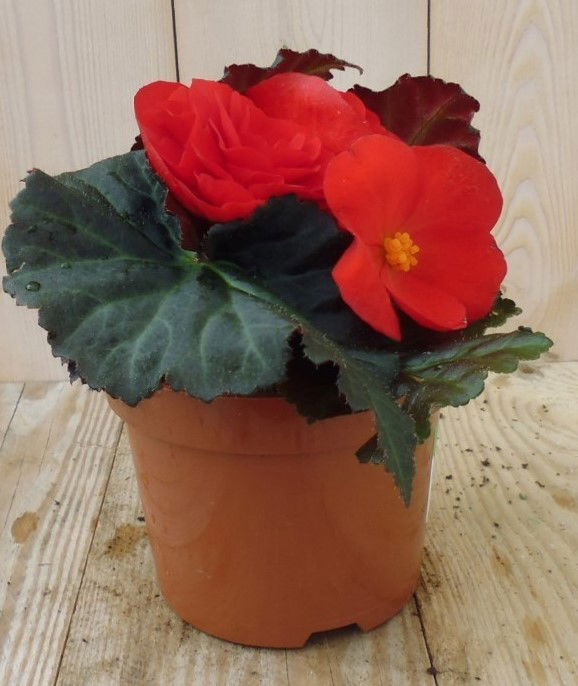 https://cdn.warentuin.nl/media/catalog/product/1/7/1728149900039205_warentuin_perkplanten_knolbegonia_rood_1_1_82bd.jpg