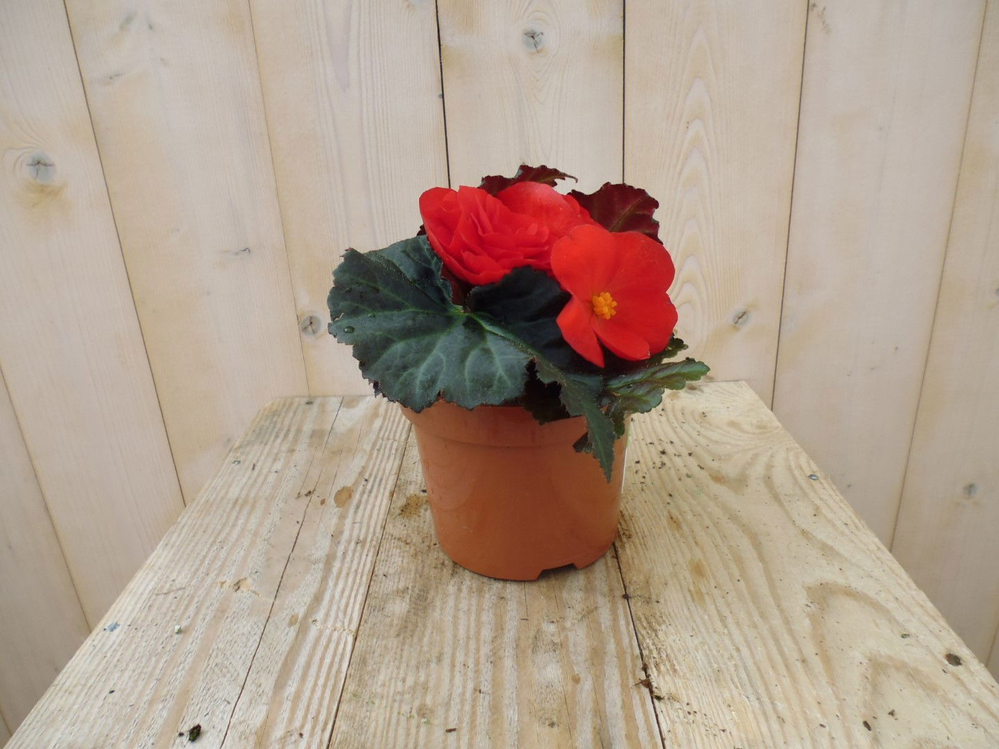 https://cdn.warentuin.nl/media/catalog/product/1/7/1728149900039205_warentuin_perkplanten_knolbegonia_rood_1_2b72.jpg