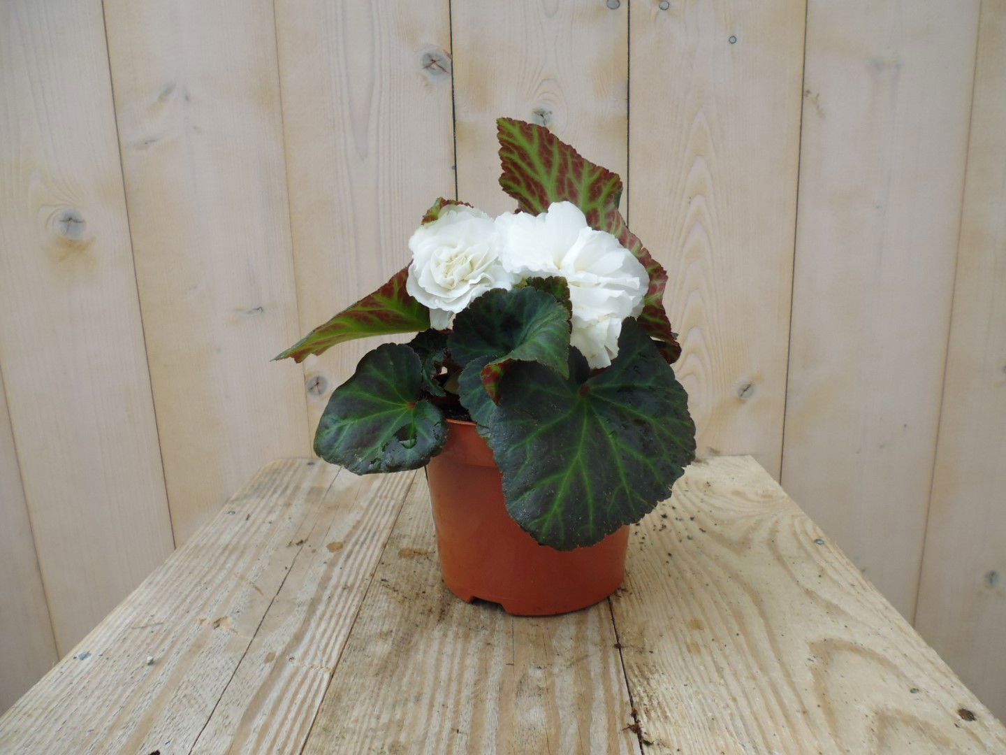 https://cdn.warentuin.nl/media/catalog/product/1/7/1728149900039206_warentuin_perkplanten_knolbegonia_wit_1_0441.jpg