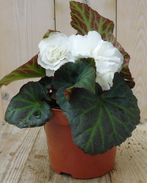 https://cdn.warentuin.nl/media/catalog/product/1/7/1728149900039206_warentuin_perkplanten_knolbegonia_wit_1_1_09c7.jpg