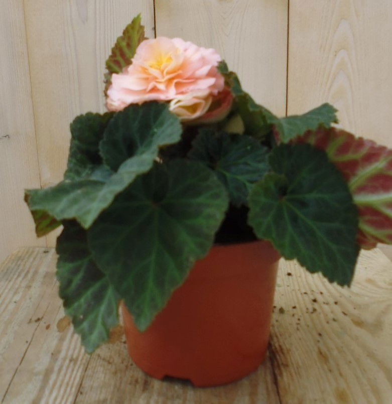 https://cdn.warentuin.nl/media/catalog/product/1/7/1728149900039207_warentuin_perkplanten_knolbegonia_lichtroze_1_2_ad43.jpg