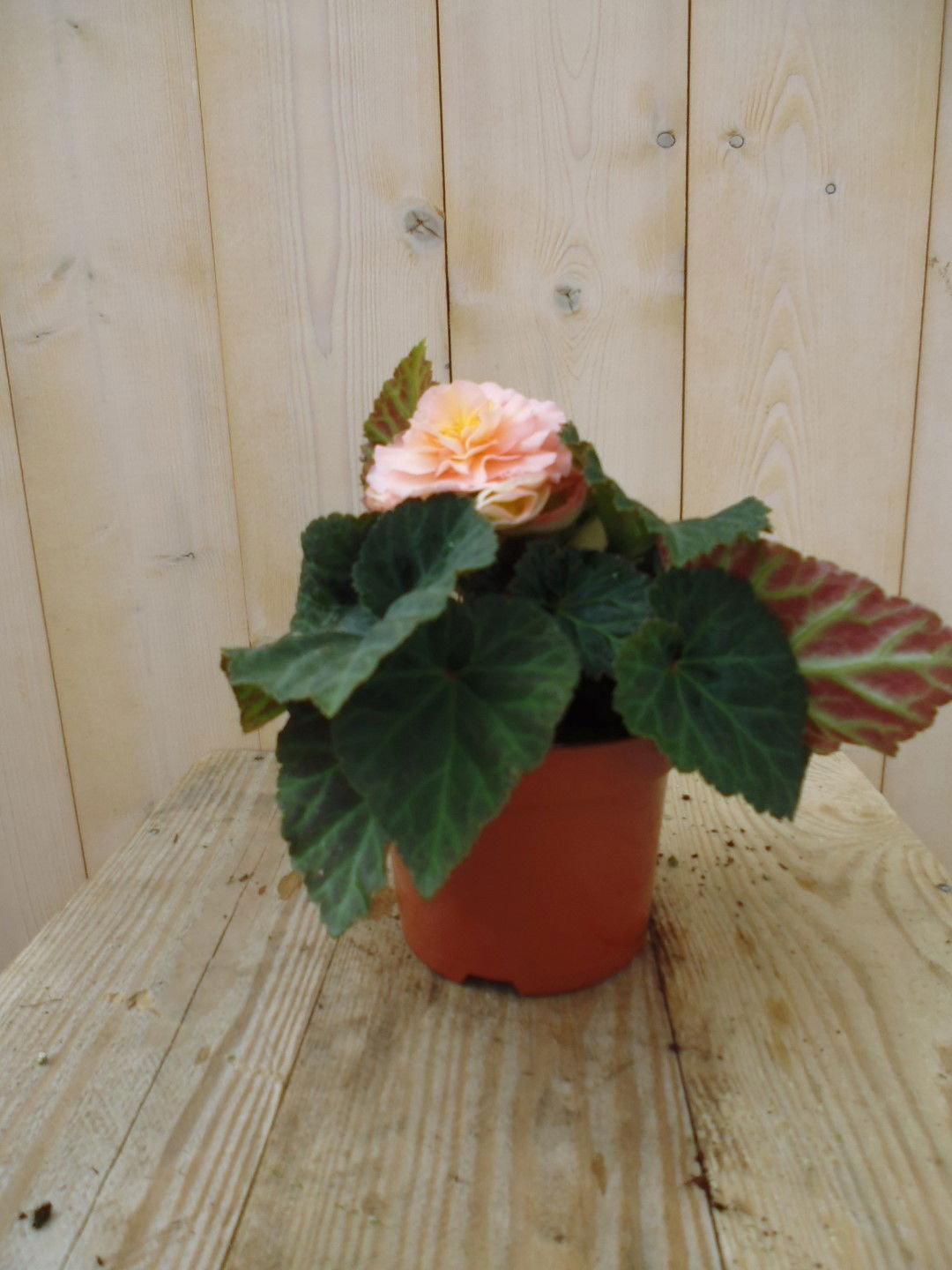 https://cdn.warentuin.nl/media/catalog/product/1/7/1728149900039207_warentuin_perkplanten_knolbegonia_lichtroze_1_be72.jpg