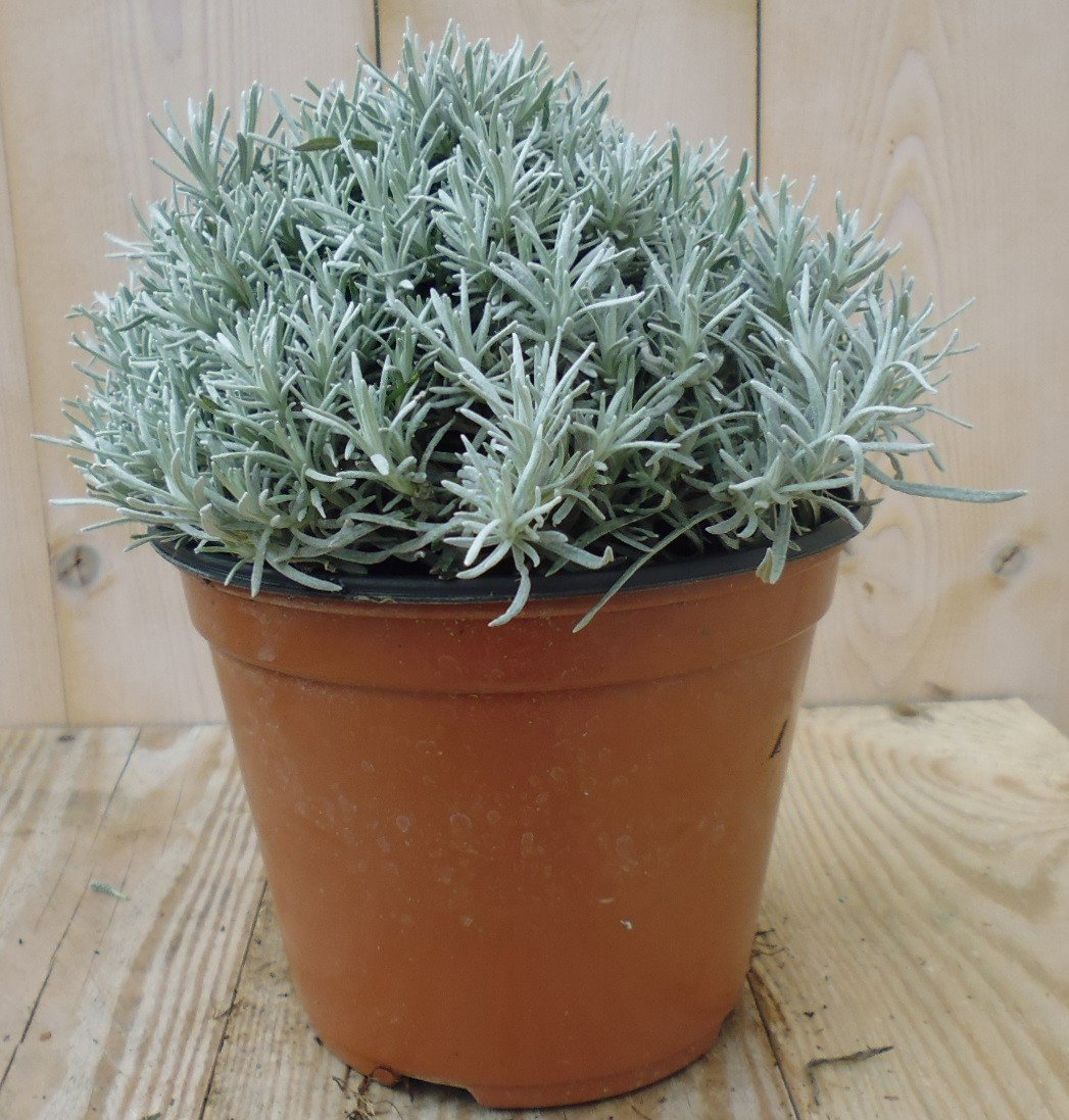 https://cdn.warentuin.nl/media/catalog/product/1/7/1728149900039393_warentuin_kruiden_kerrieplant_1_89f5.jpg