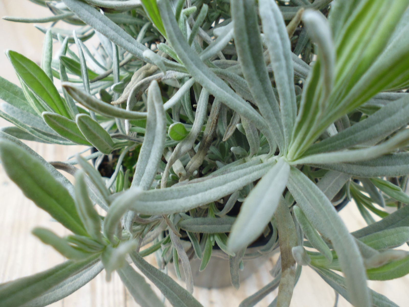 https://cdn.warentuin.nl/media/catalog/product/1/7/1728149900039398_2_warentuin_kruiden_lavendel_1_8fed.jpg