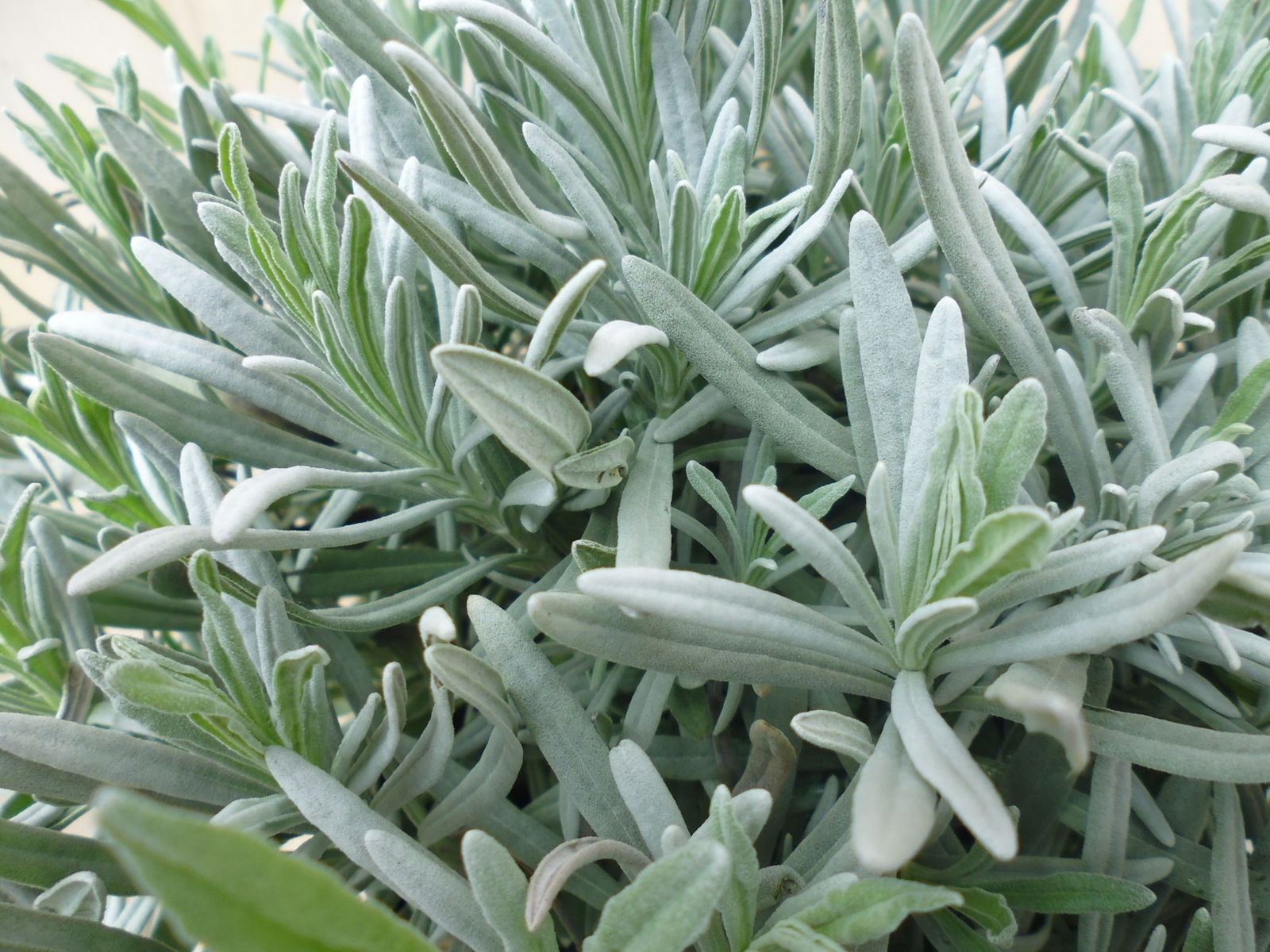 https://cdn.warentuin.nl/media/catalog/product/1/7/1728149900039399_2_warentuin_kruiden_lavendel_groot_30_50_cm_1_43cd.jpg