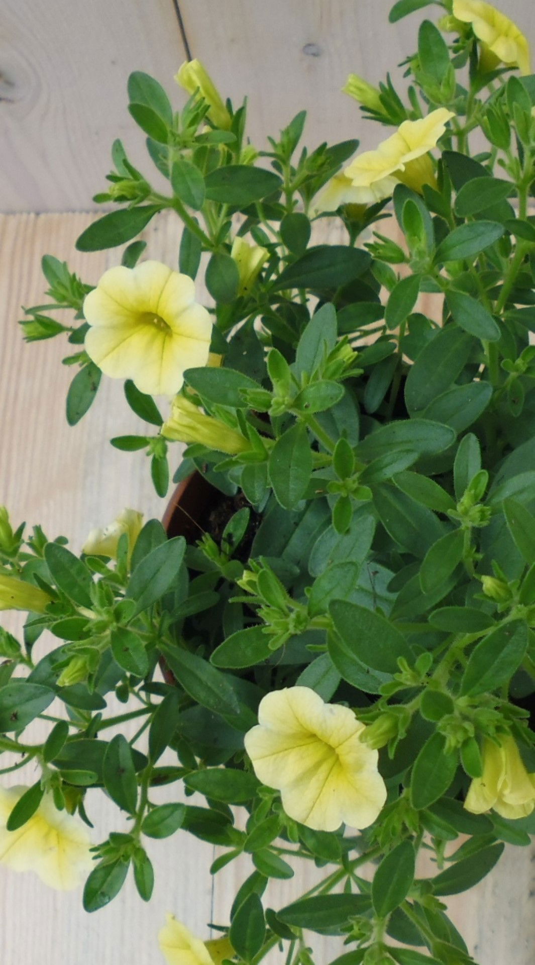 https://cdn.warentuin.nl/media/catalog/product/1/7/1728149900039515_2_warentuin_eenjarige_plant_petunia_million_bells_geel_1_c38b.jpg