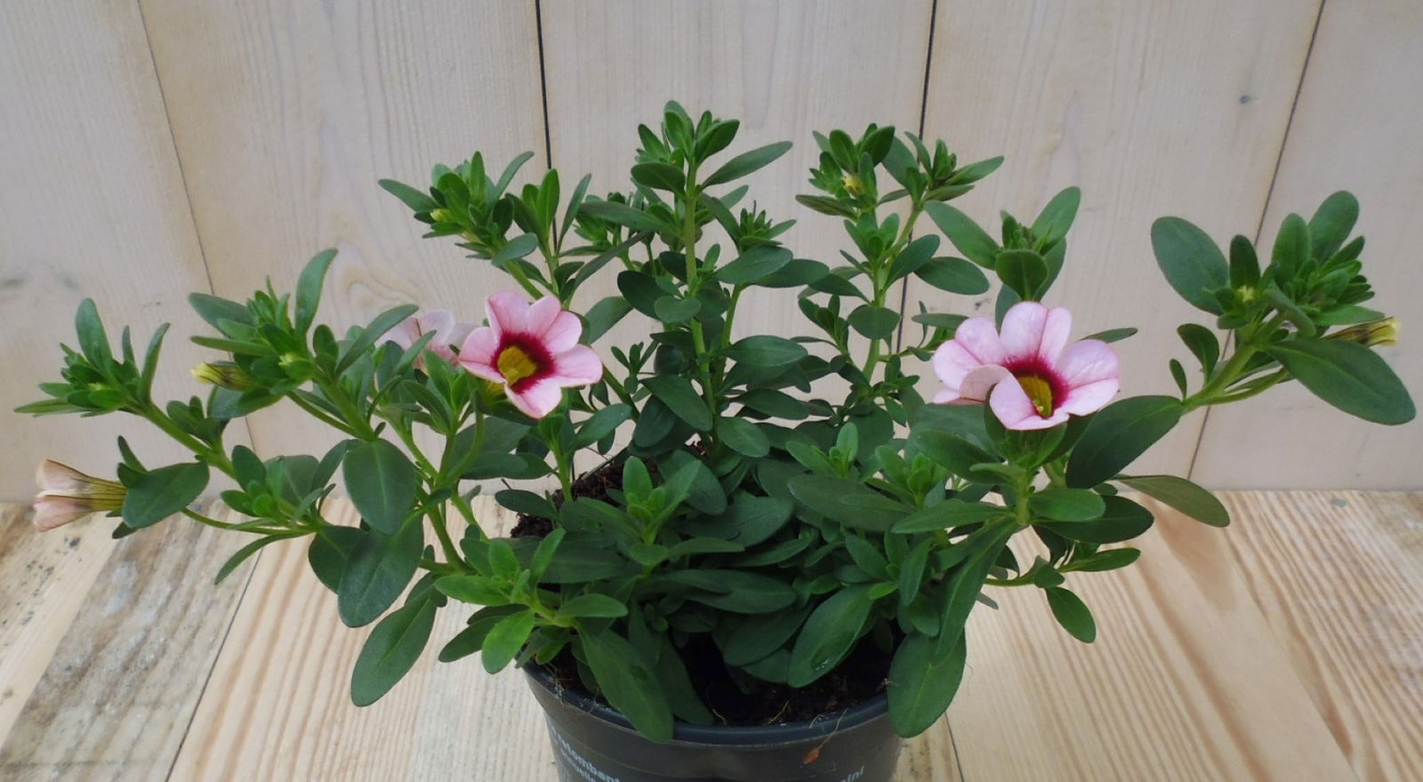 https://cdn.warentuin.nl/media/catalog/product/1/7/1728149900039516_warentuin_eenjarige_plant_petunia_million_bells_lichtroze_1__1_7114.jpg