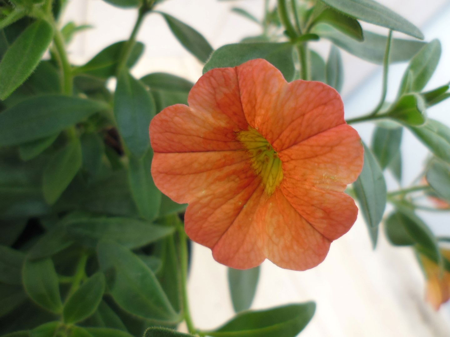 https://cdn.warentuin.nl/media/catalog/product/1/7/1728149900039517_2_warentuin_eenjarige_plant_petunia_million_bells_oranje_1__1_7bb4.jpg