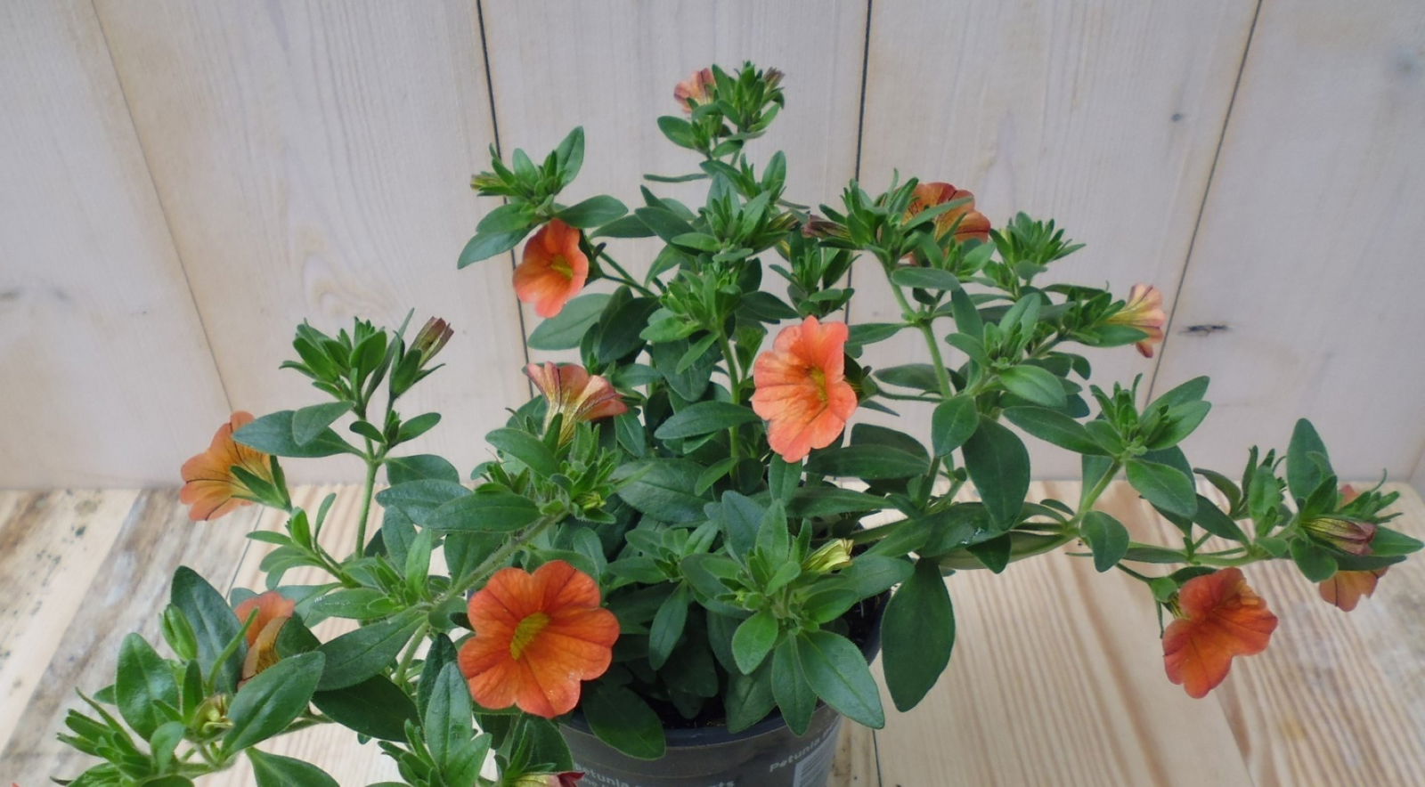https://cdn.warentuin.nl/media/catalog/product/1/7/1728149900039517_warentuin_eenjarige_plant_petunia_million_bells_oranje_1__1_02da.jpg