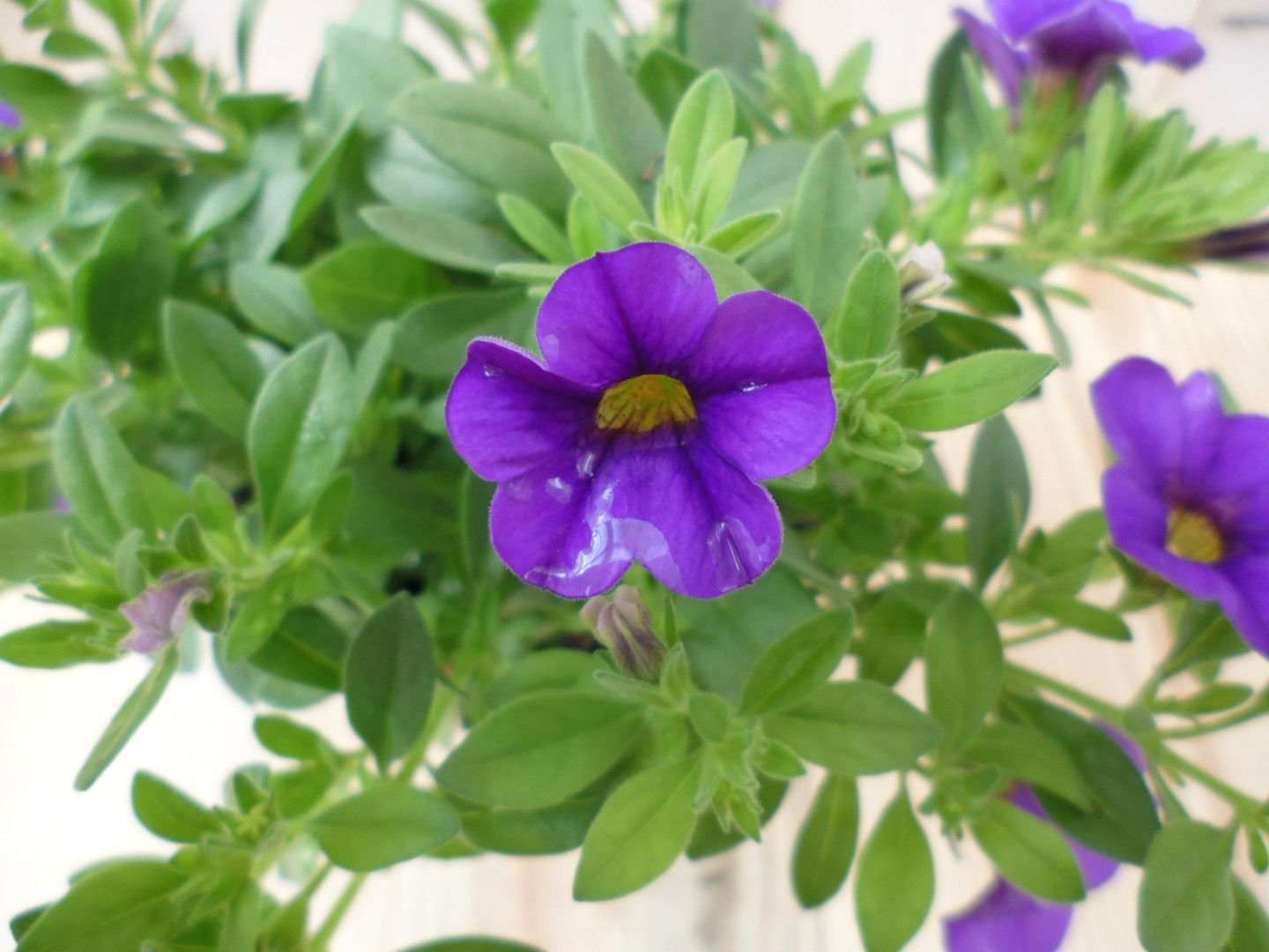 https://cdn.warentuin.nl/media/catalog/product/1/7/1728149900039518_2_warentuin_eenjarige_plant_petunia_million_bells_paars_1__1_ba58.jpg