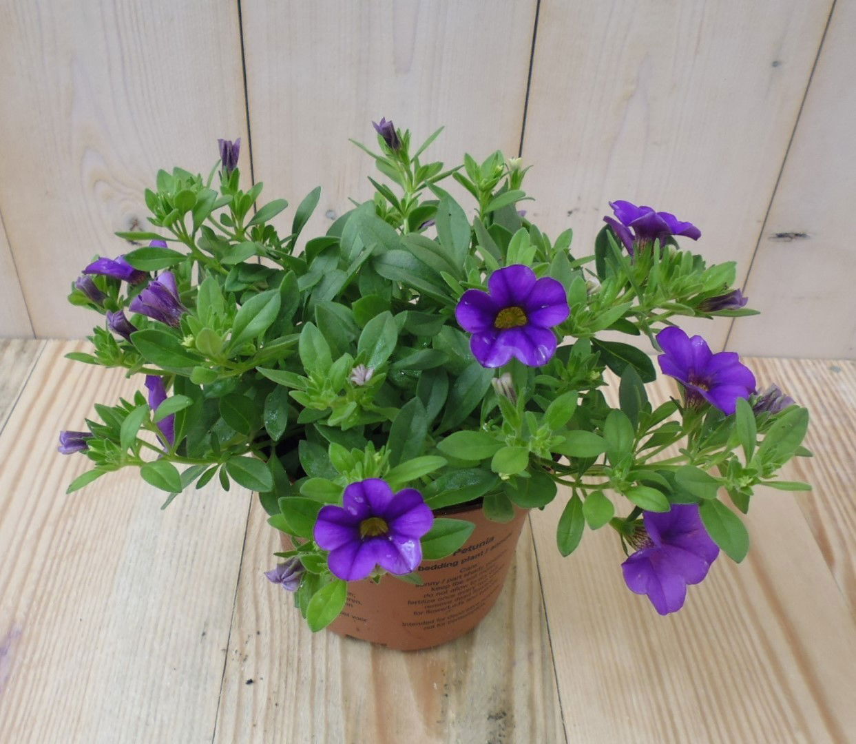 https://cdn.warentuin.nl/media/catalog/product/1/7/1728149900039518_warentuin_eenjarige_plant_petunia_million_bells_paars_1__1_fcc1.jpg
