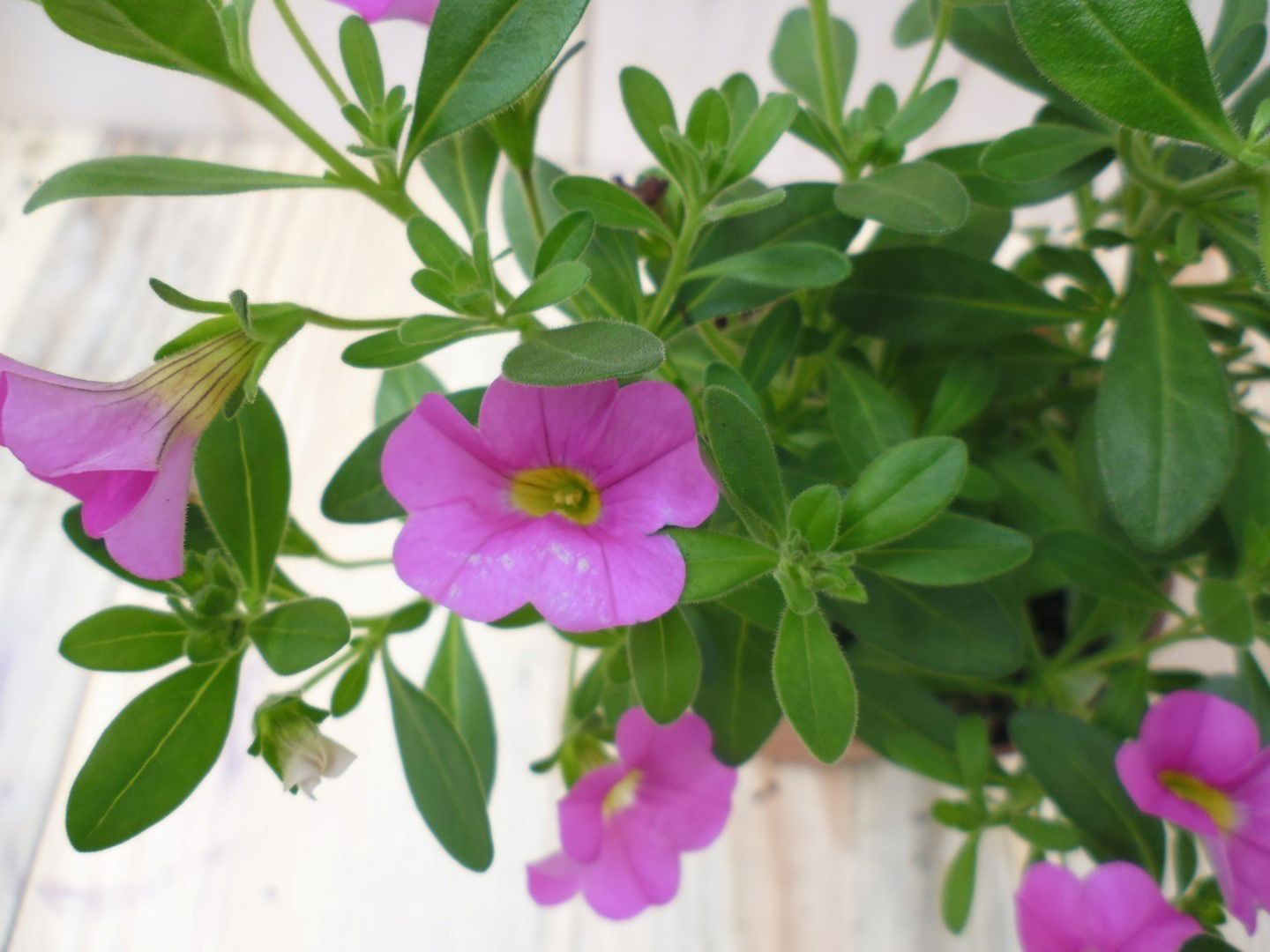https://cdn.warentuin.nl/media/catalog/product/1/7/1728149900039519_2_warentuin_eenjarige_plant_petunia_million_bells_roze_1__1_0ee3.jpg