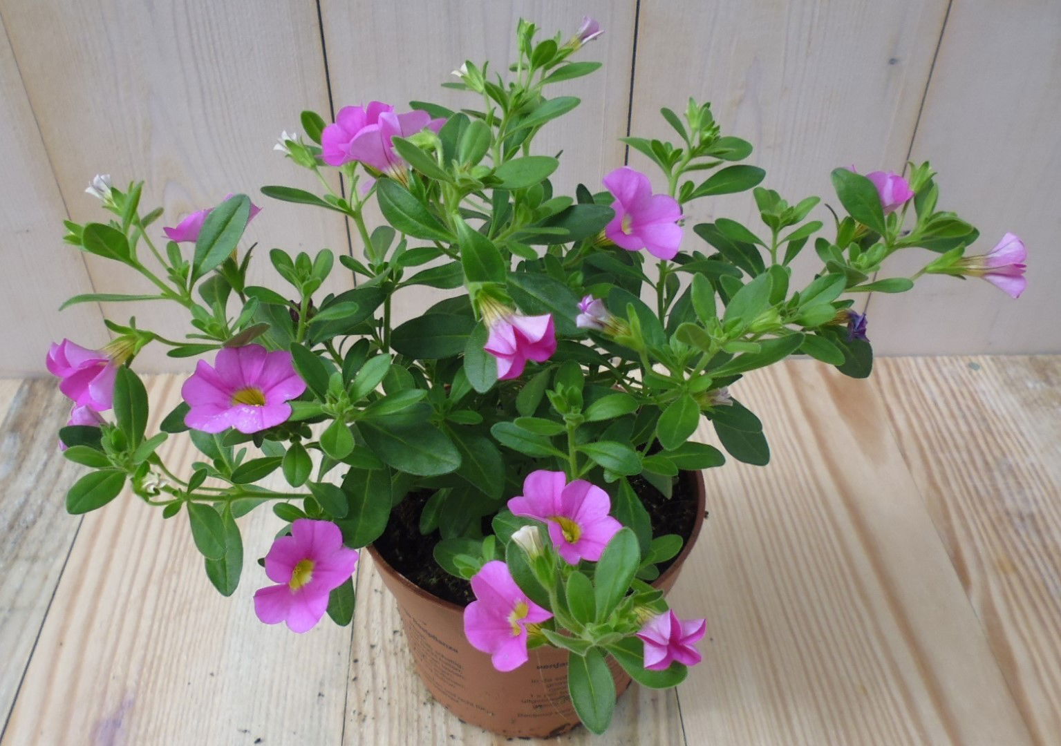 https://cdn.warentuin.nl/media/catalog/product/1/7/1728149900039519_warentuin_eenjarige_plant_petunia_million_bells_roze_1__1_c5a7.jpg