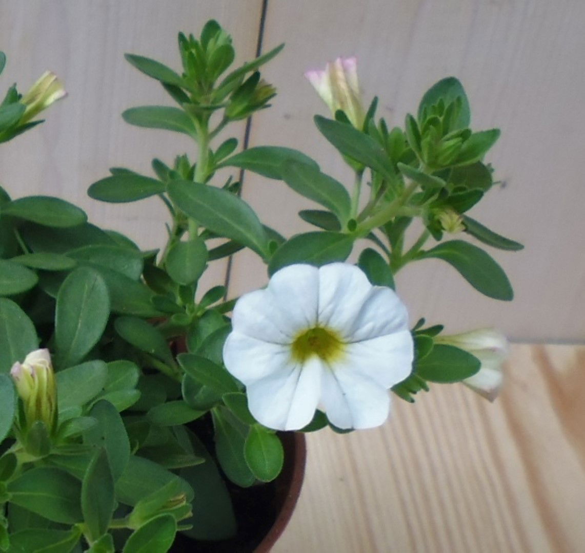 https://cdn.warentuin.nl/media/catalog/product/1/7/1728149900039520_2_warentuin_eenjarige_plant_petunia_million_bells_wit_1__1_1bfd.jpg