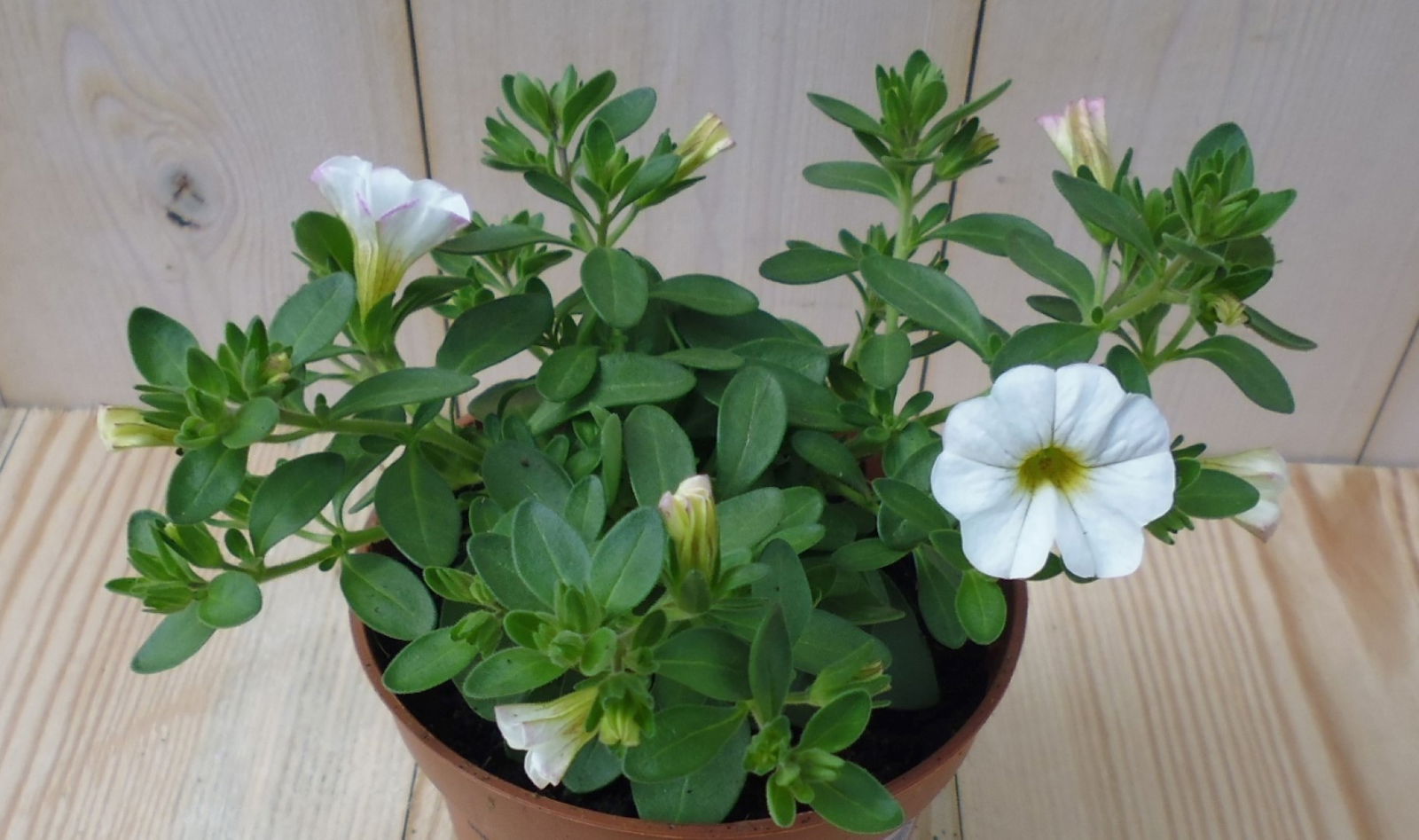https://cdn.warentuin.nl/media/catalog/product/1/7/1728149900039520_warentuin_eenjarige_plant_petunia_million_bells_wit_1__1_9558.jpg