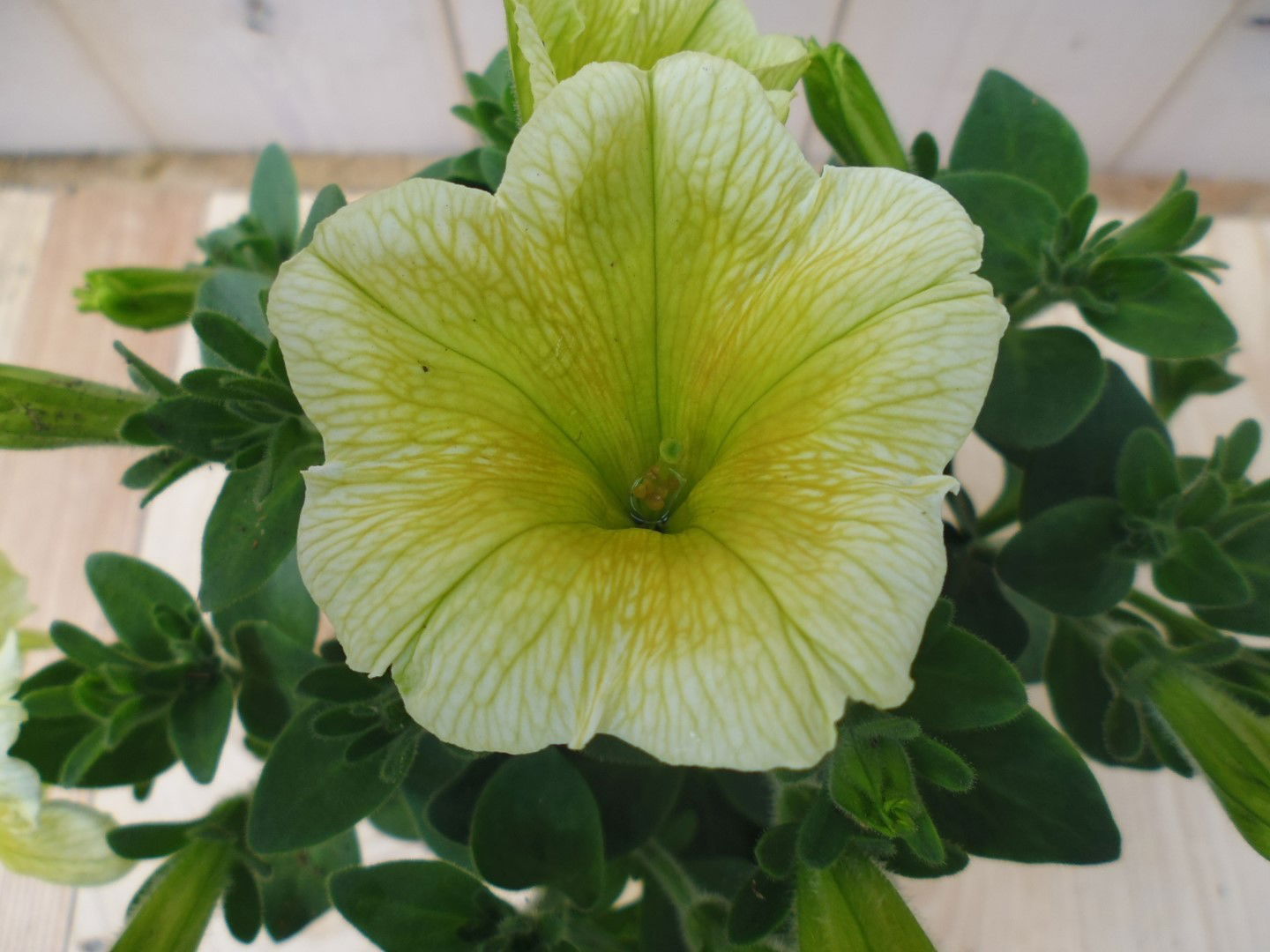 https://cdn.warentuin.nl/media/catalog/product/1/7/1728149900039521_2_warentuin_eenjarige_plant_petunia_geel_1__1_0729.jpg