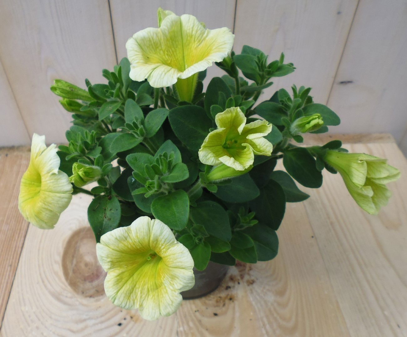 https://cdn.warentuin.nl/media/catalog/product/1/7/1728149900039521_warentuin_eenjarige_plant_petunia_geel_1_b449.jpg