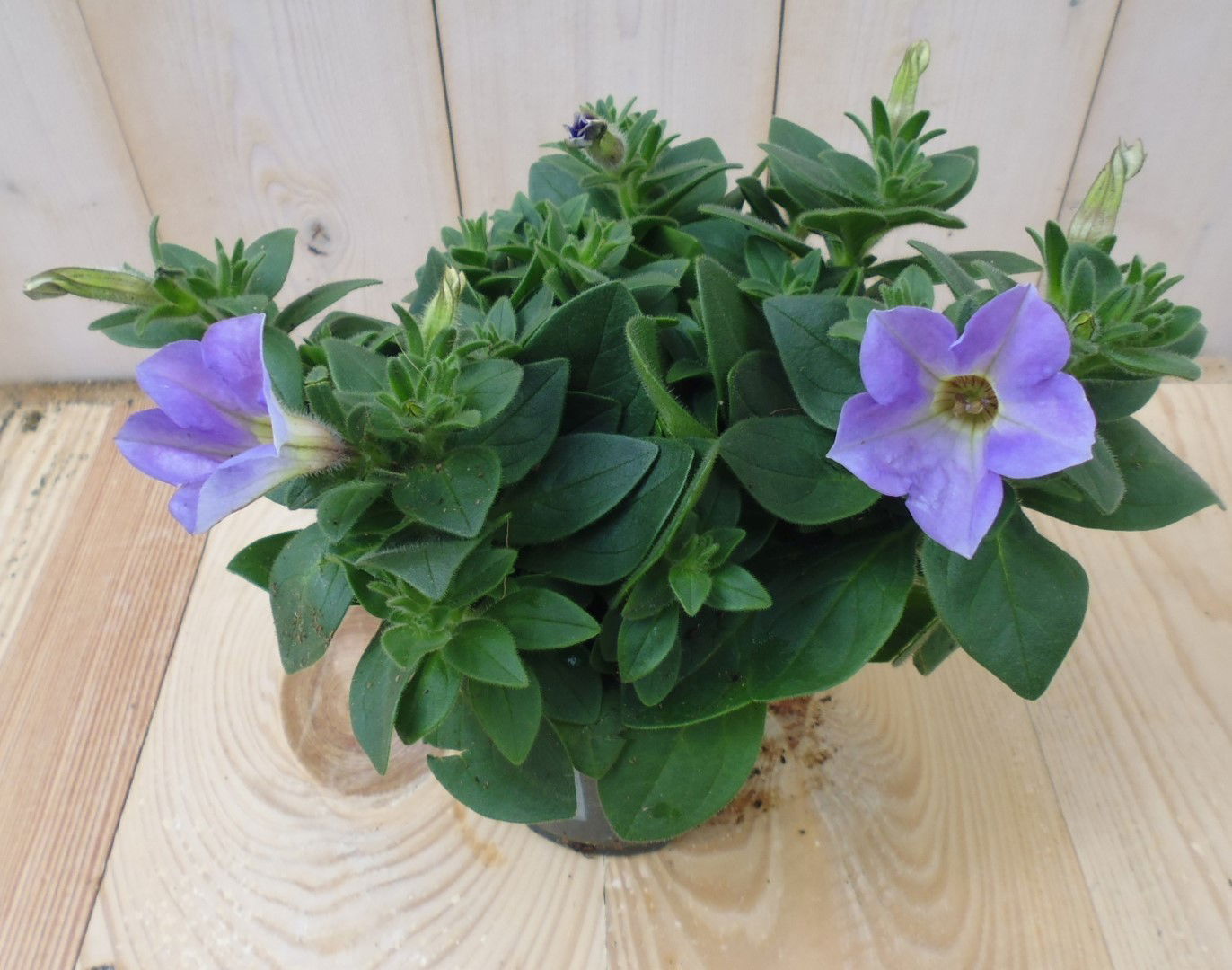 https://cdn.warentuin.nl/media/catalog/product/1/7/1728149900039522_warentuin_eenjarige_plant_petunia_lichtpaars_1_c4d2.jpg