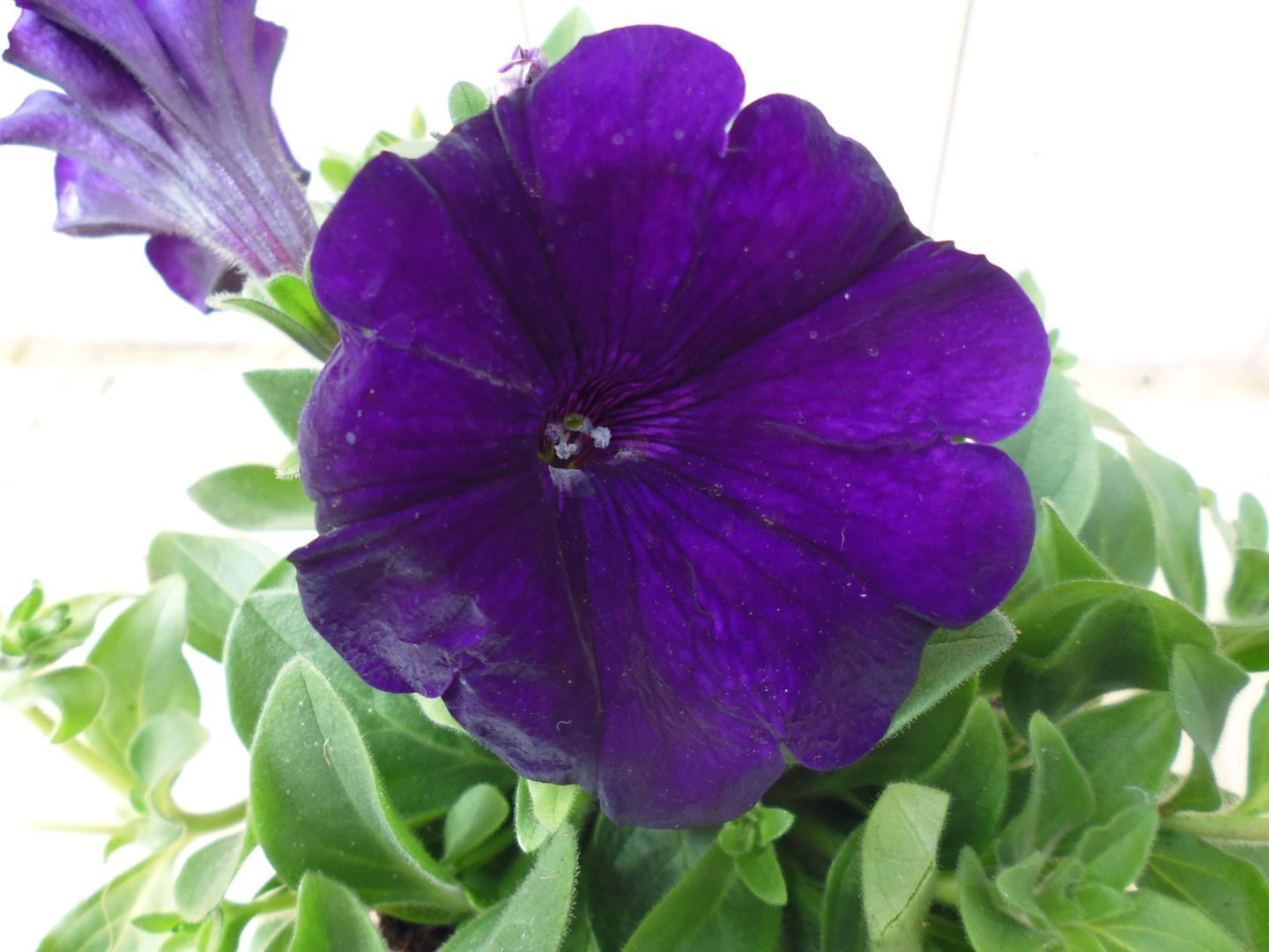 https://cdn.warentuin.nl/media/catalog/product/1/7/1728149900039523_2_warentuin_eenjarige_plant_petunia_paars_1_f1a3.jpg