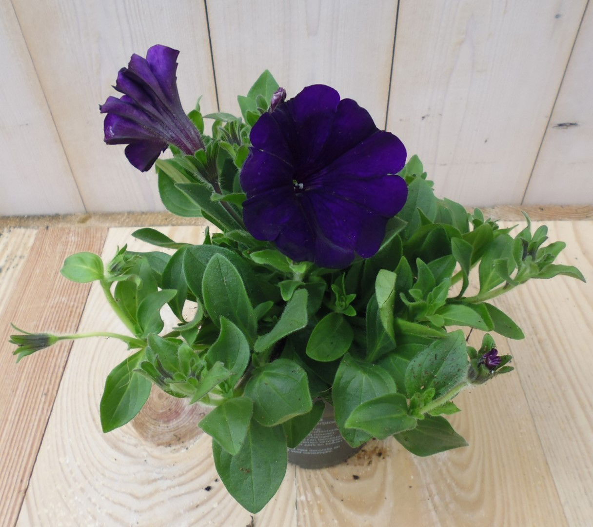 https://cdn.warentuin.nl/media/catalog/product/1/7/1728149900039523_warentuin_eenjarige_plant_petunia_paars_1_128f.jpg