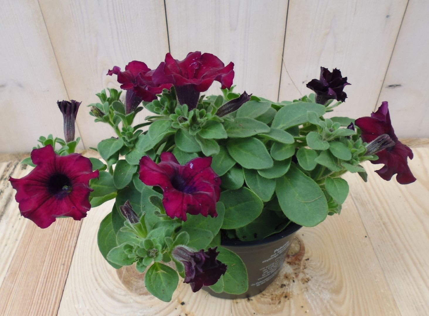https://cdn.warentuin.nl/media/catalog/product/1/7/1728149900039524_warentuin_eenjarige_plant_petunia_roze_1_0c79.jpg