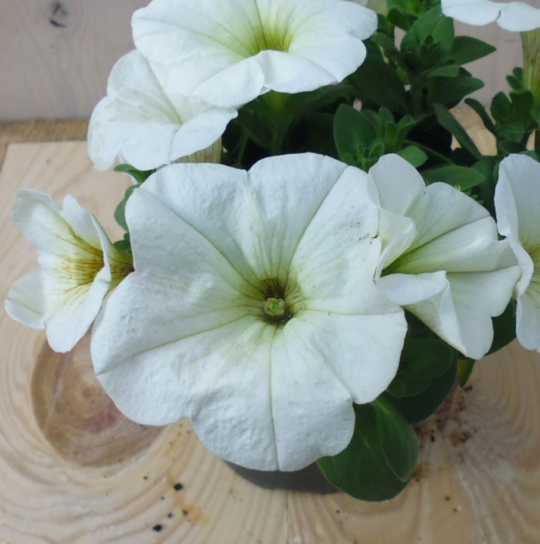 https://cdn.warentuin.nl/media/catalog/product/1/7/1728149900039525_2_warentuin_eenjarige_plant_petunia_wit_1_d06b.jpg