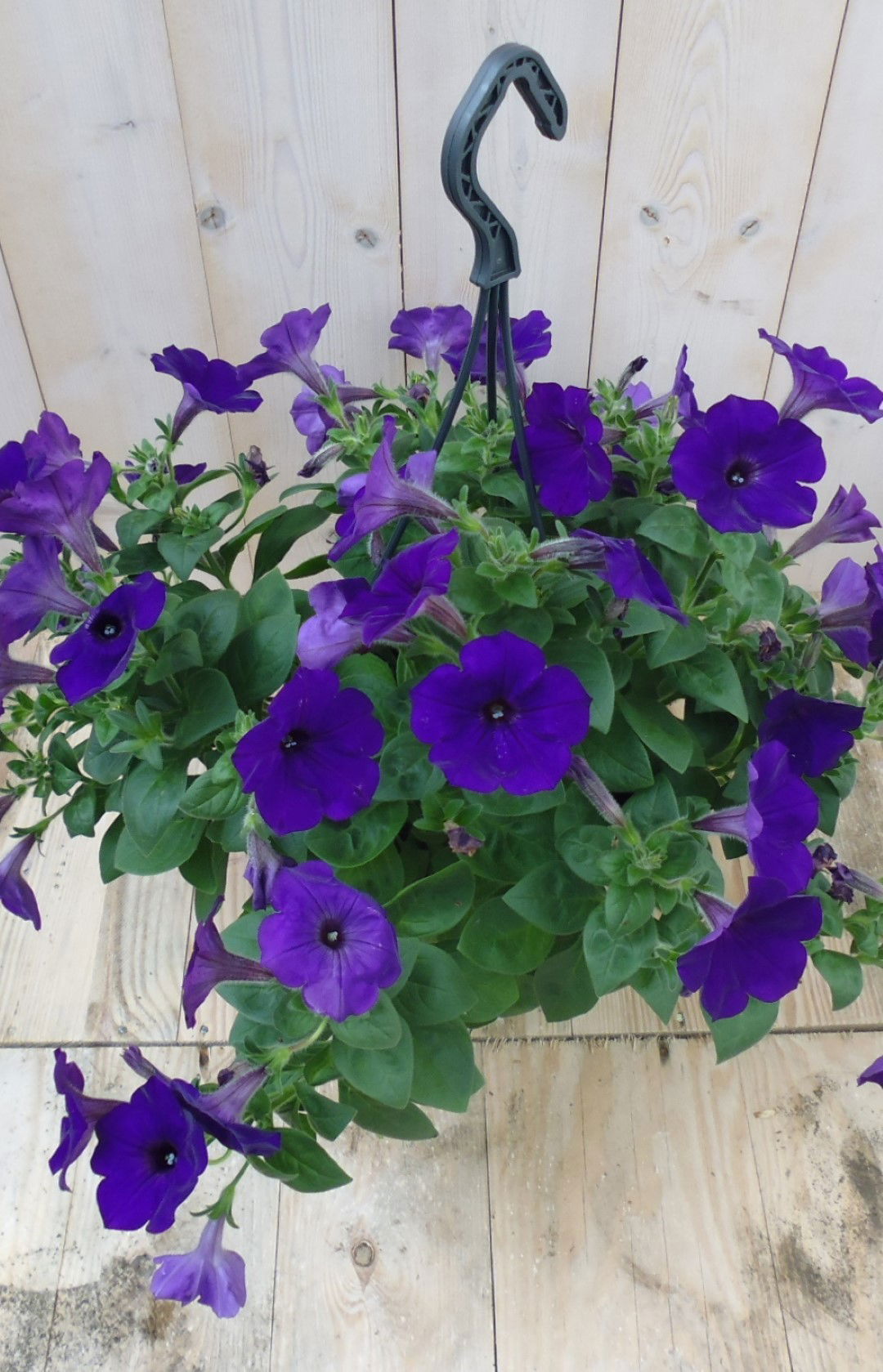 https://cdn.warentuin.nl/media/catalog/product/1/7/1728149900039526_warentuin_eenjarige_plant_surfinia_hang_petunia_donkerpaars_1_e8fd.jpg