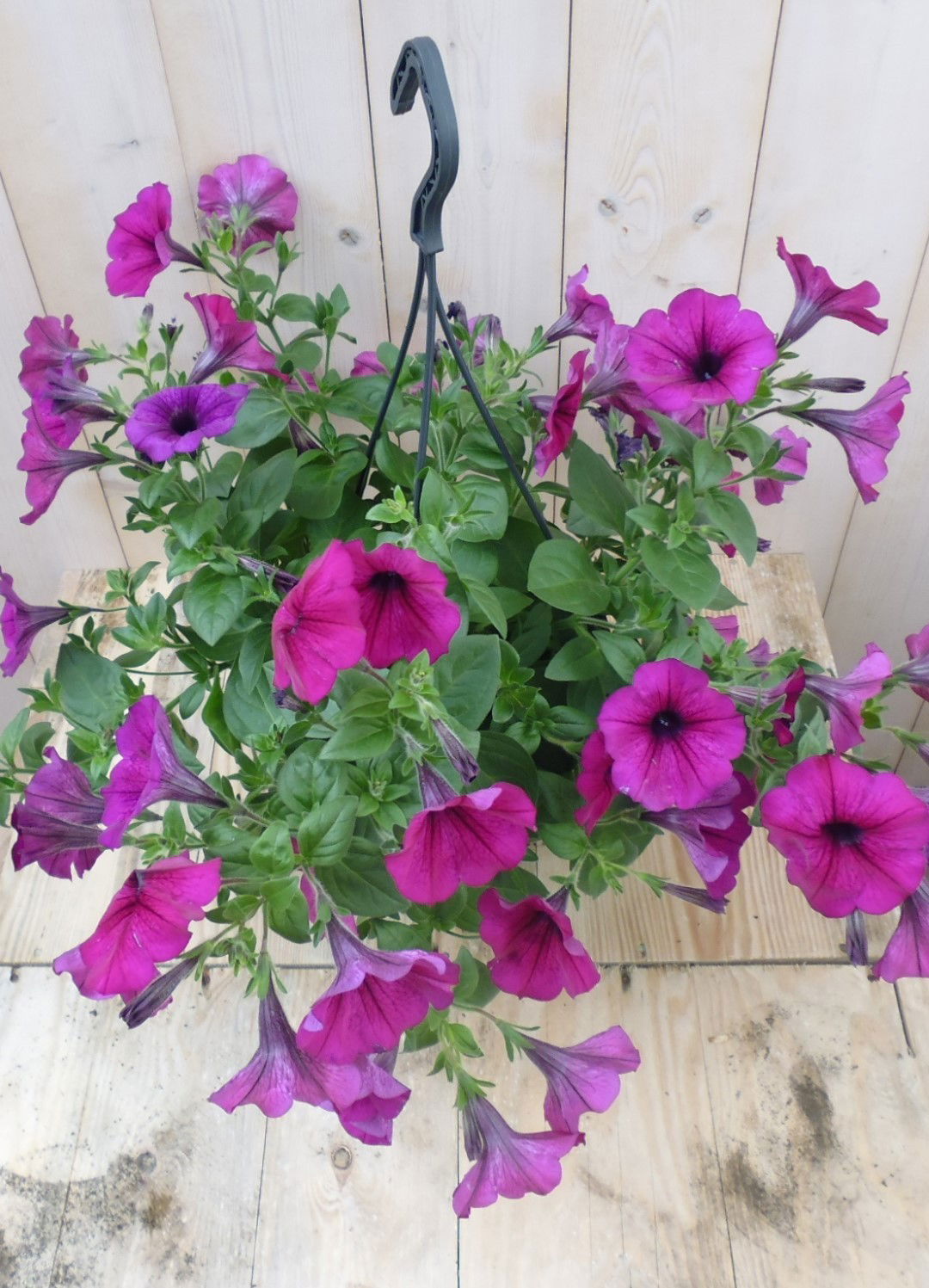 https://cdn.warentuin.nl/media/catalog/product/1/7/1728149900039527_warentuin_eenjarige_plant_surfinia_hang_petunia_donkerroze_1_1384.jpg
