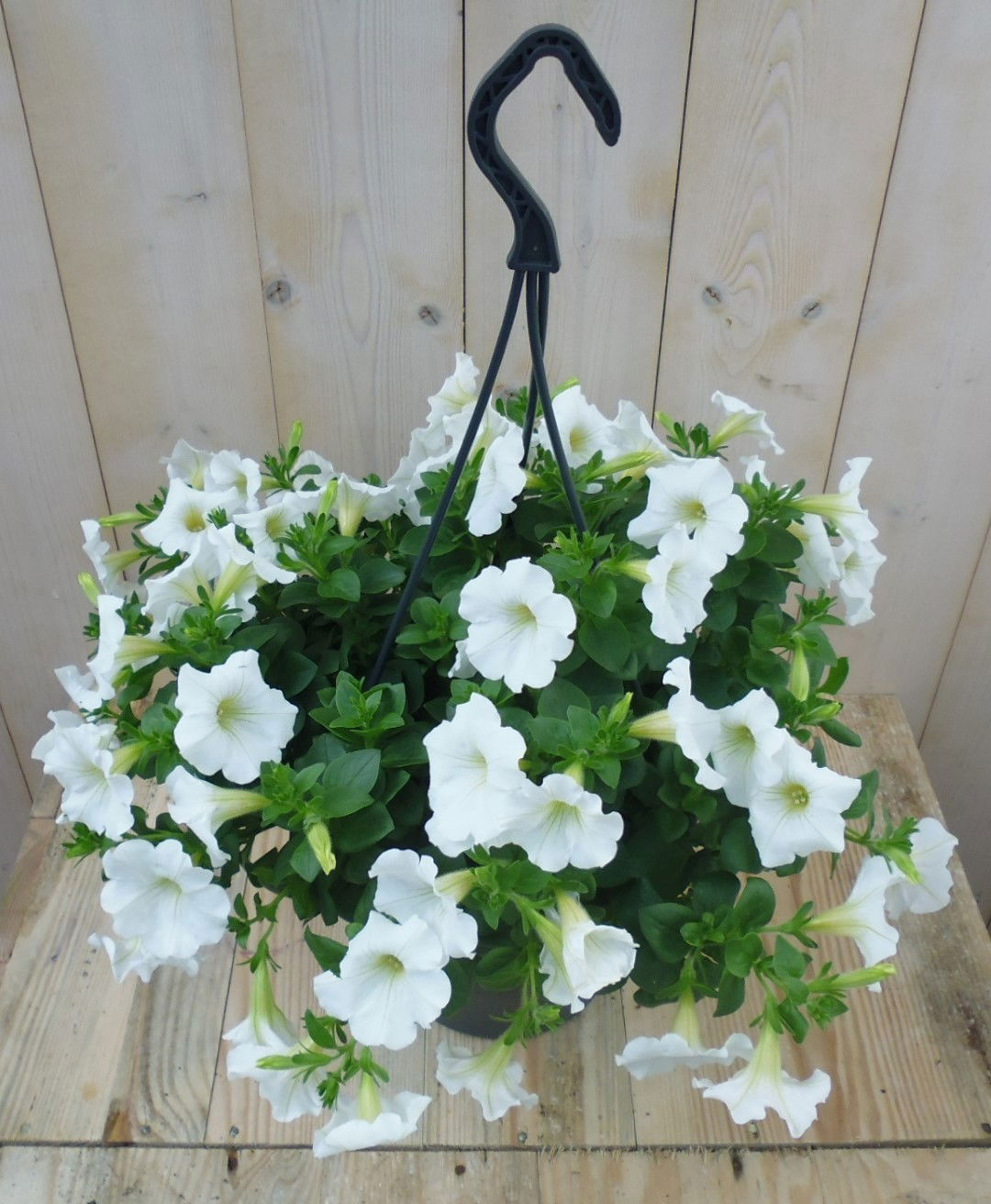 https://cdn.warentuin.nl/media/catalog/product/1/7/1728149900039529_warentuin_eenjarige_plant_surfinia_hang_petunia_wit_1_d1d5.jpg