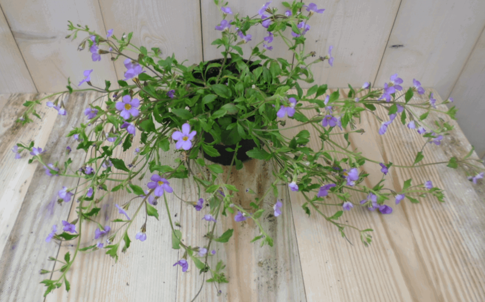 https://cdn.warentuin.nl/media/catalog/product/1/7/1728149900039550_warentuin_eenjarige_plant_bacopa_paars_1_a5d7.png