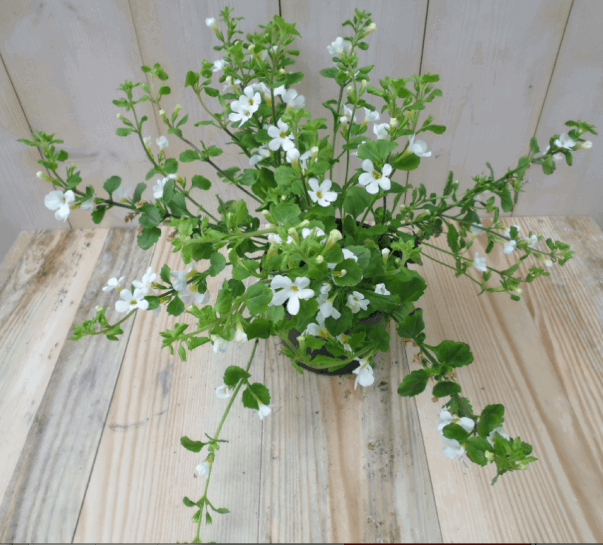 https://cdn.warentuin.nl/media/catalog/product/1/7/1728149900039551_warentuin_eenjarige_plant_bacopa_wit_1_4f74.png