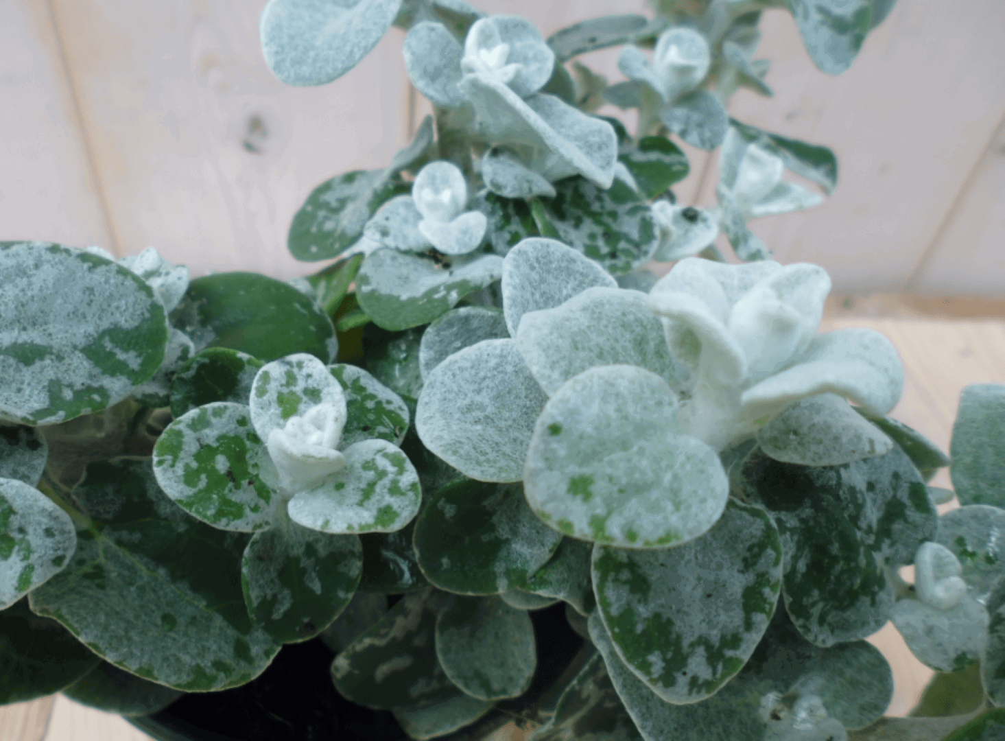https://cdn.warentuin.nl/media/catalog/product/1/7/1728149900039552_2_warentuin_eenjarige_plant_bladhelichrysum_1_5639.png