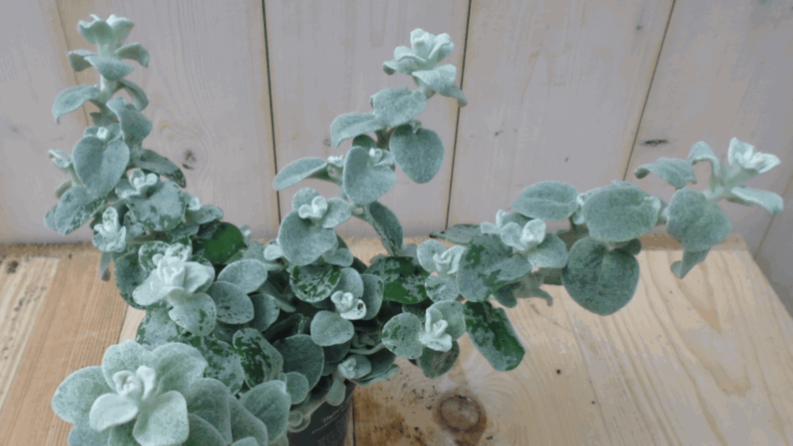 https://cdn.warentuin.nl/media/catalog/product/1/7/1728149900039552_warentuin_eenjarige_plant_bladhelichrysum_1_a96b.png