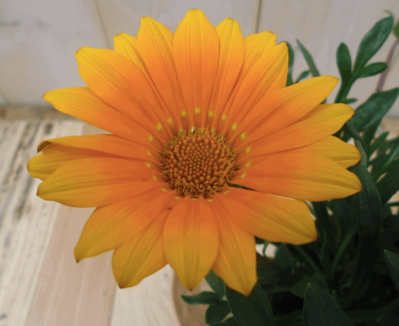 https://cdn.warentuin.nl/media/catalog/product/1/7/1728149900039553_2_warentuin_eenjarige_plant_gazania_geel_1_cdb0.png