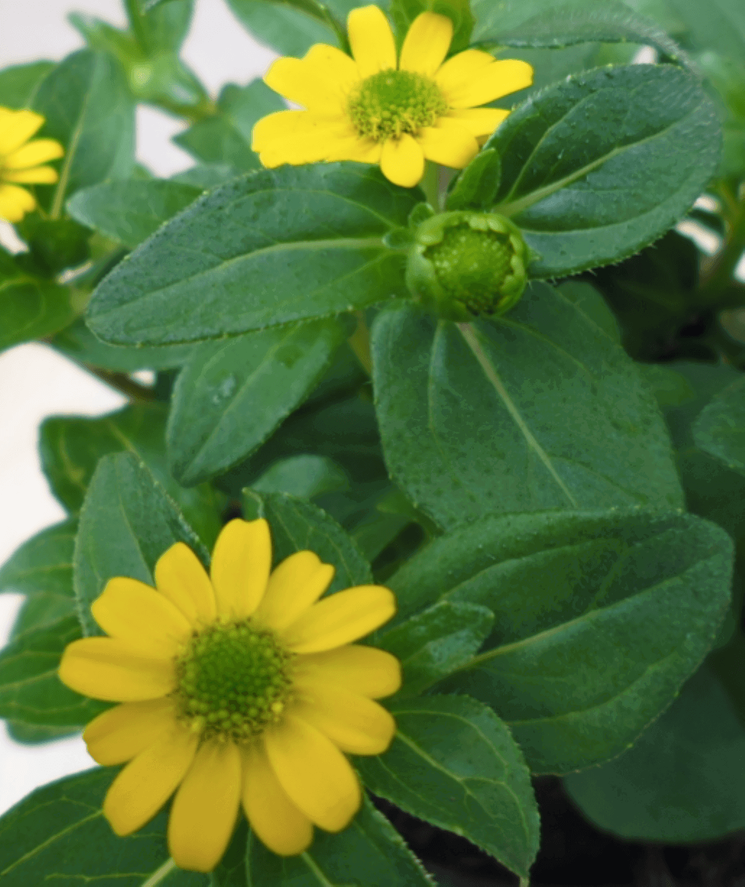https://cdn.warentuin.nl/media/catalog/product/1/7/1728149900039554_2_warentuin_eenjarige_plant_huzarenplant_1_af0b.png