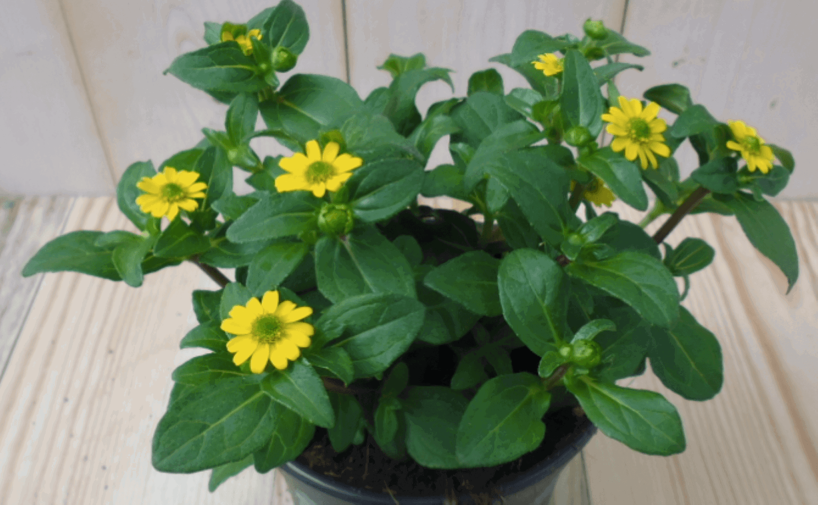 https://cdn.warentuin.nl/media/catalog/product/1/7/1728149900039554_warentuin_eenjarige_plant_huzarenplant_1_fe97.png