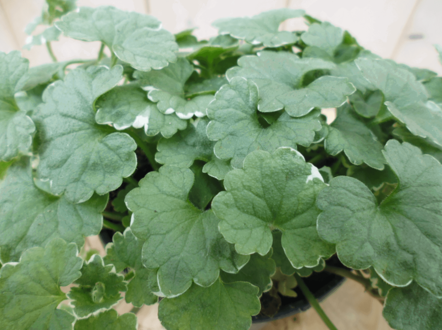 https://cdn.warentuin.nl/media/catalog/product/1/7/1728149900039555_2_warentuin_eenjarige_plant_kattenkruid_1_3132.png