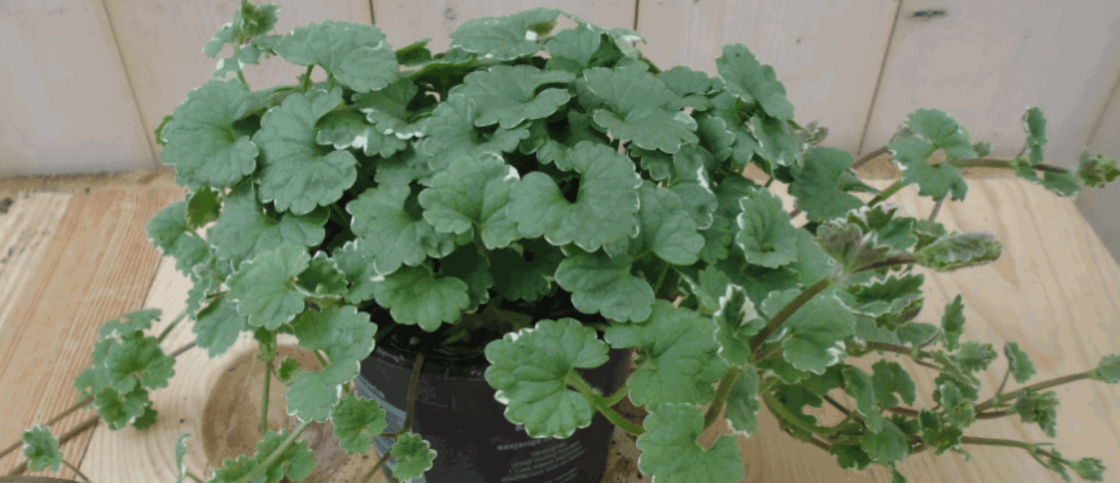 https://cdn.warentuin.nl/media/catalog/product/1/7/1728149900039555_warentuin_eenjarige_plant_kattenkruid_1_d9c4.png