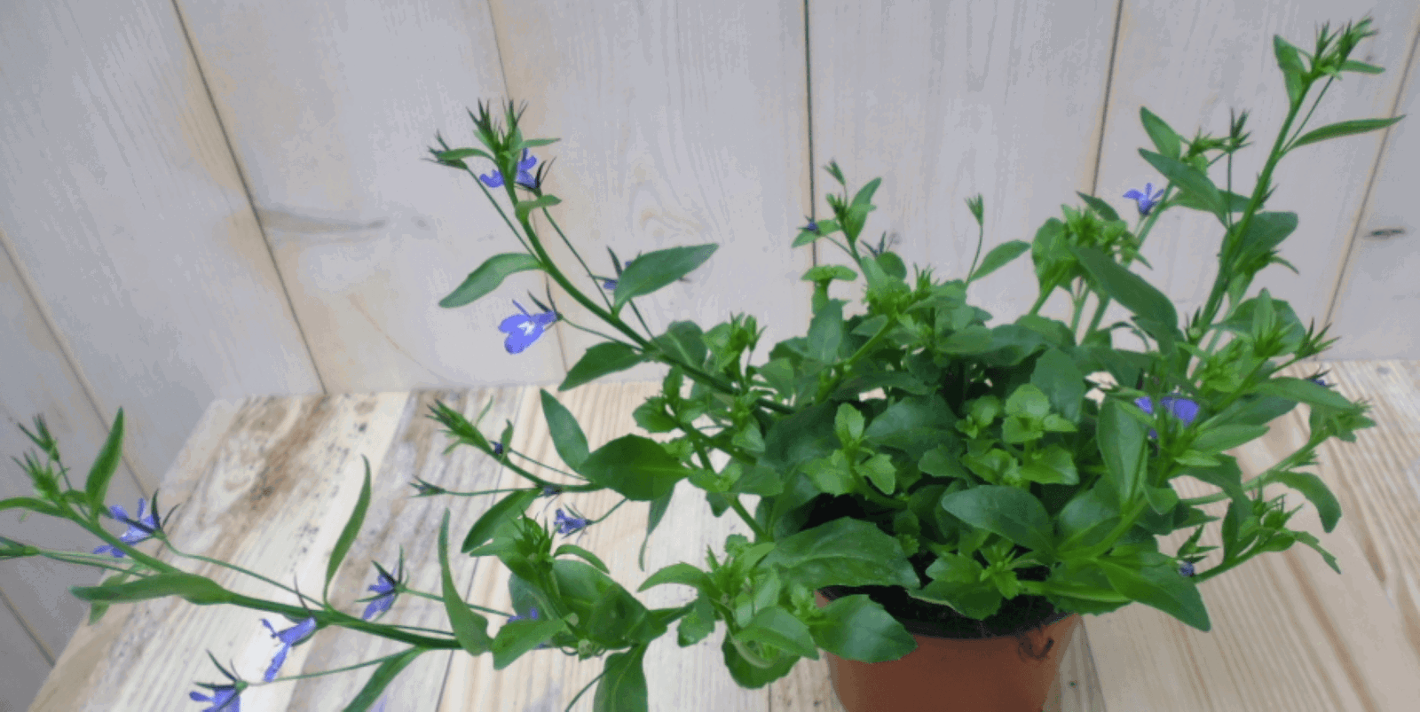 https://cdn.warentuin.nl/media/catalog/product/1/7/1728149900039556_warentuin_eenjarige_plant_lobelia_blauw_1_0e7c.png