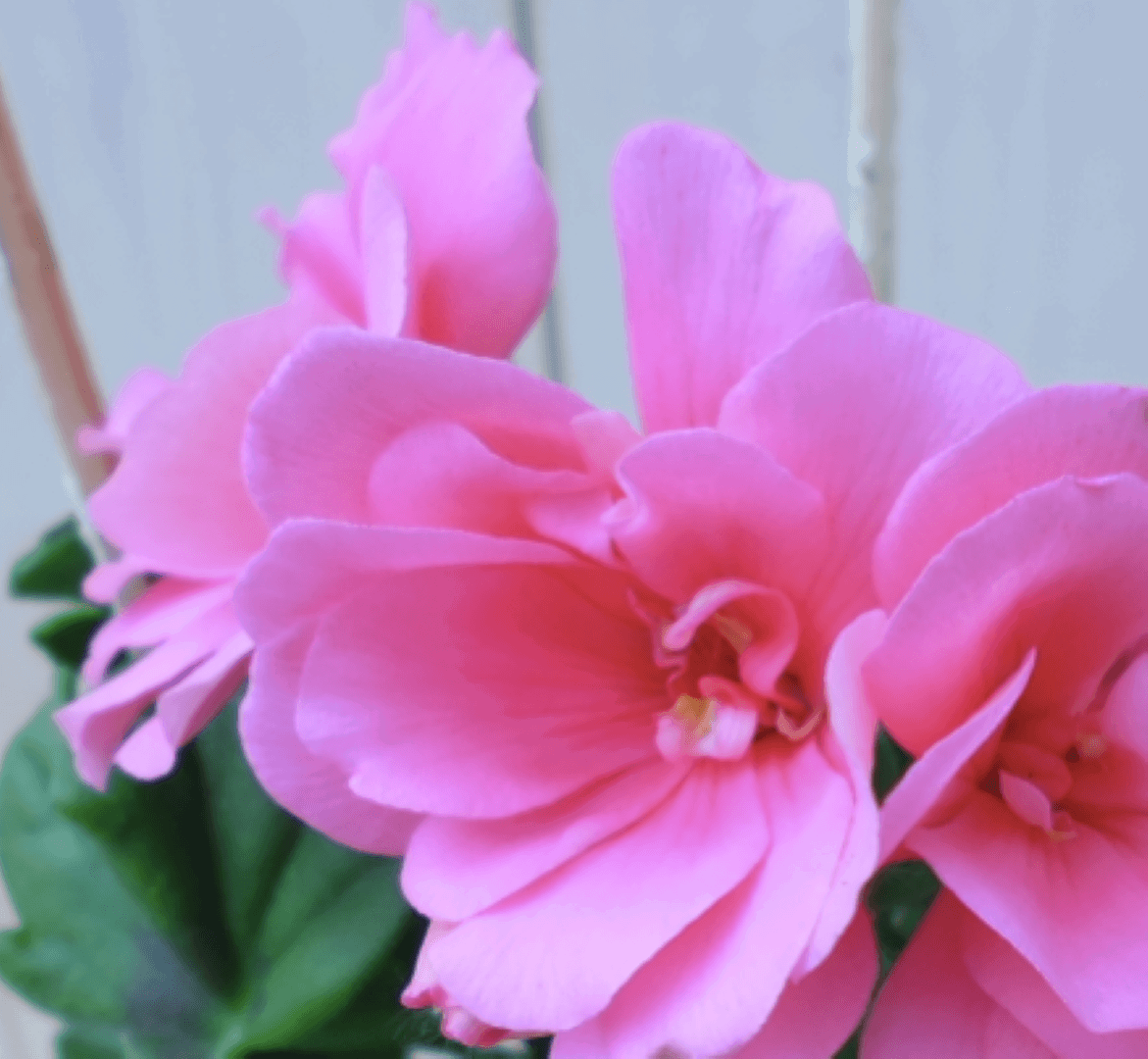 https://cdn.warentuin.nl/media/catalog/product/1/7/1728149900039559_2_warentuin_eenjarige_plant_hanggaranium_lichtroze_1_919f.png