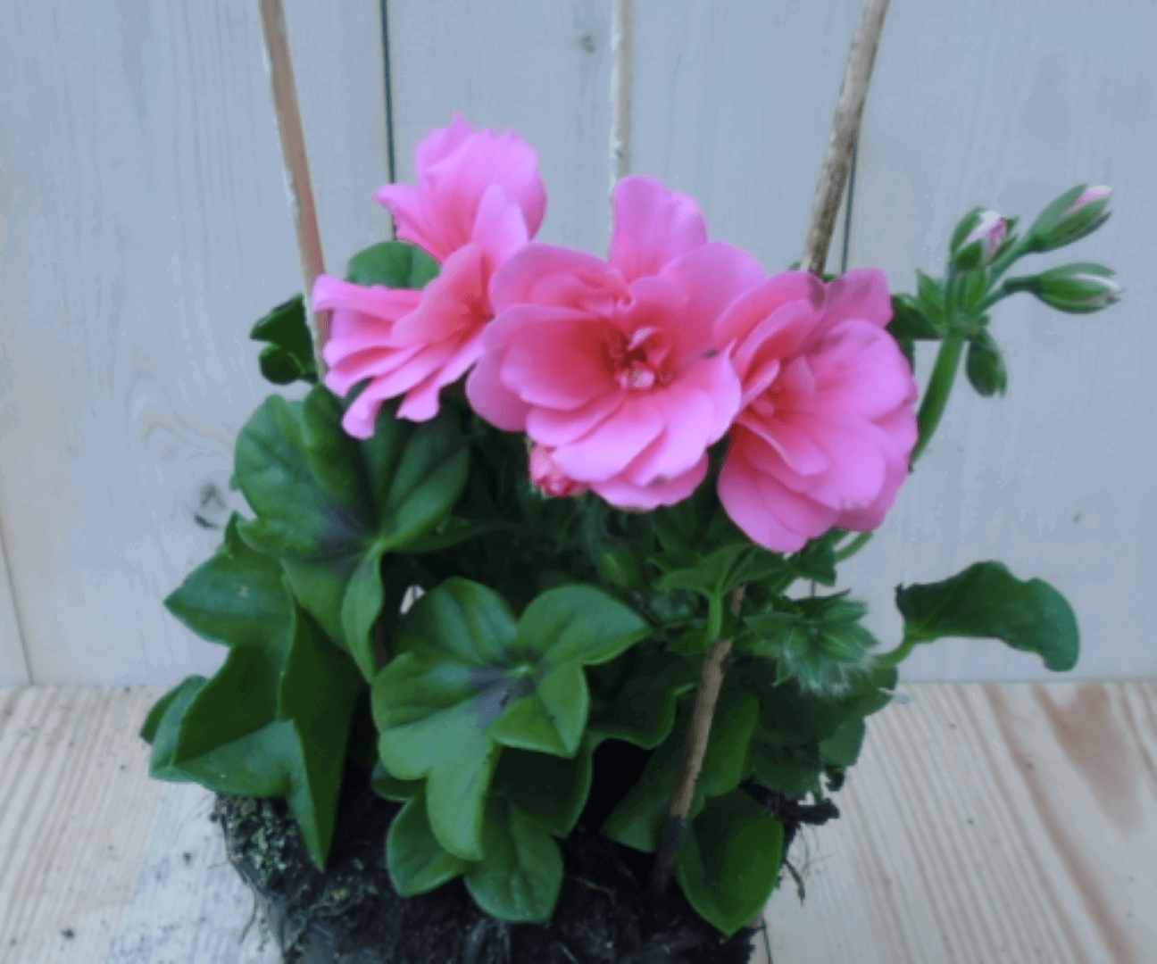 https://cdn.warentuin.nl/media/catalog/product/1/7/1728149900039559_warentuin_eenjarige_plant_hanggaranium_lichtroze_1_504c.png