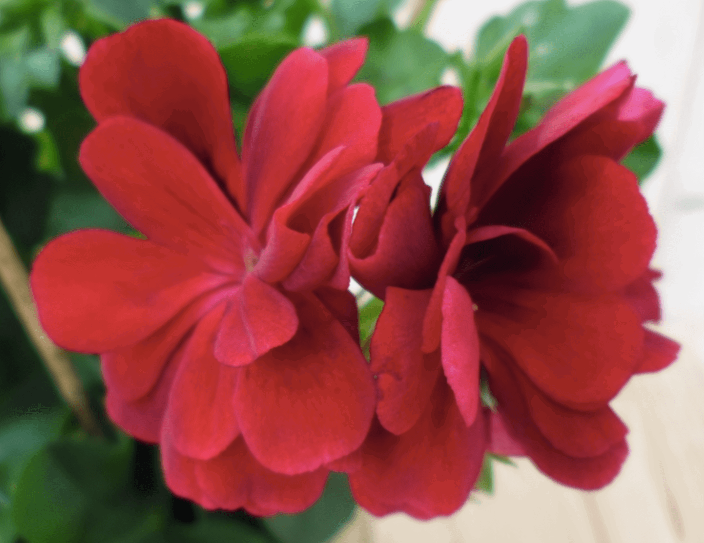 https://cdn.warentuin.nl/media/catalog/product/1/7/1728149900039560_2_warentuin_eenjarige_plant_hanggaranium_rood_1_8cad.png