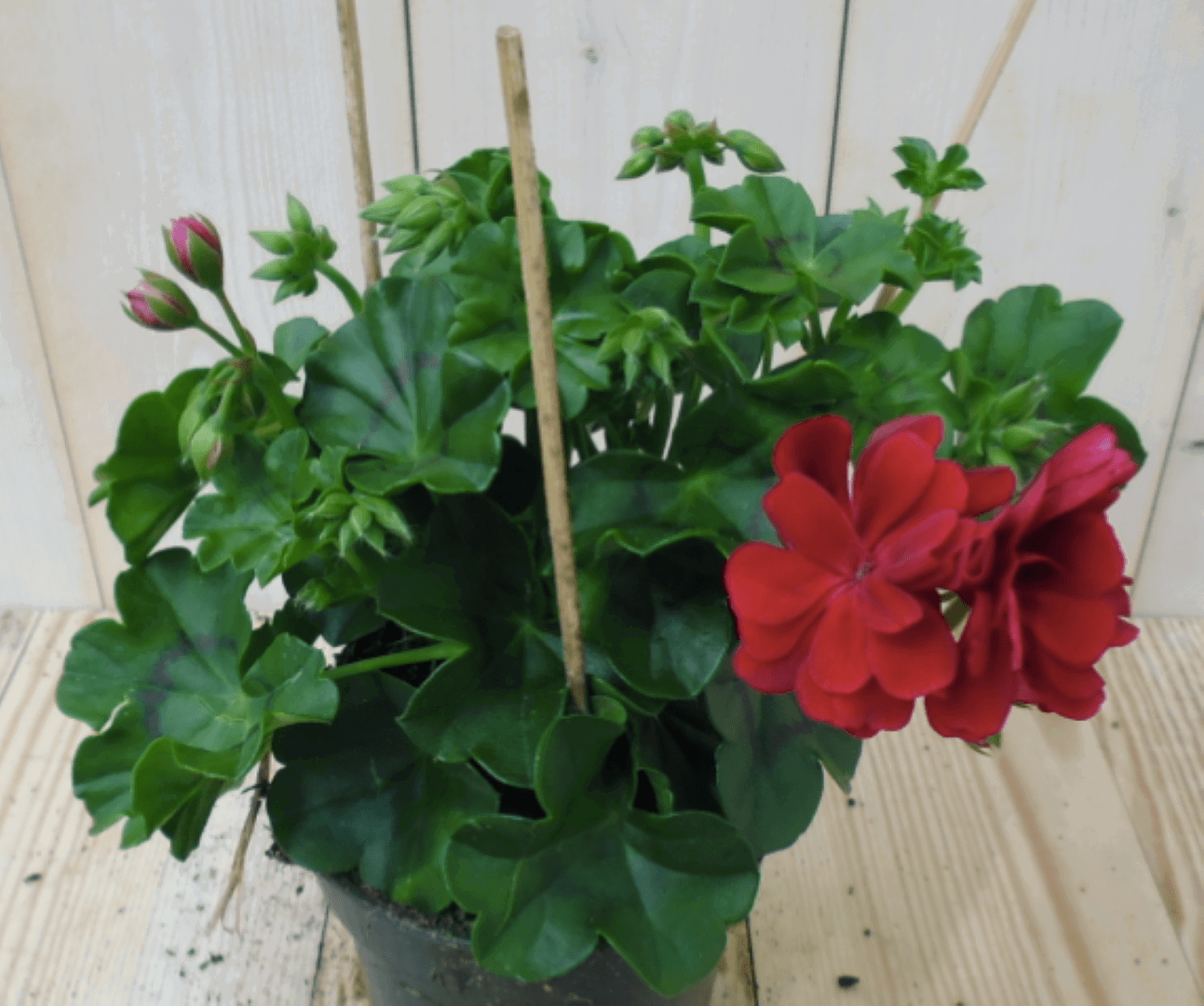 https://cdn.warentuin.nl/media/catalog/product/1/7/1728149900039560_warentuin_eenjarige_plant_hanggaranium_rood_1_4f8f.png