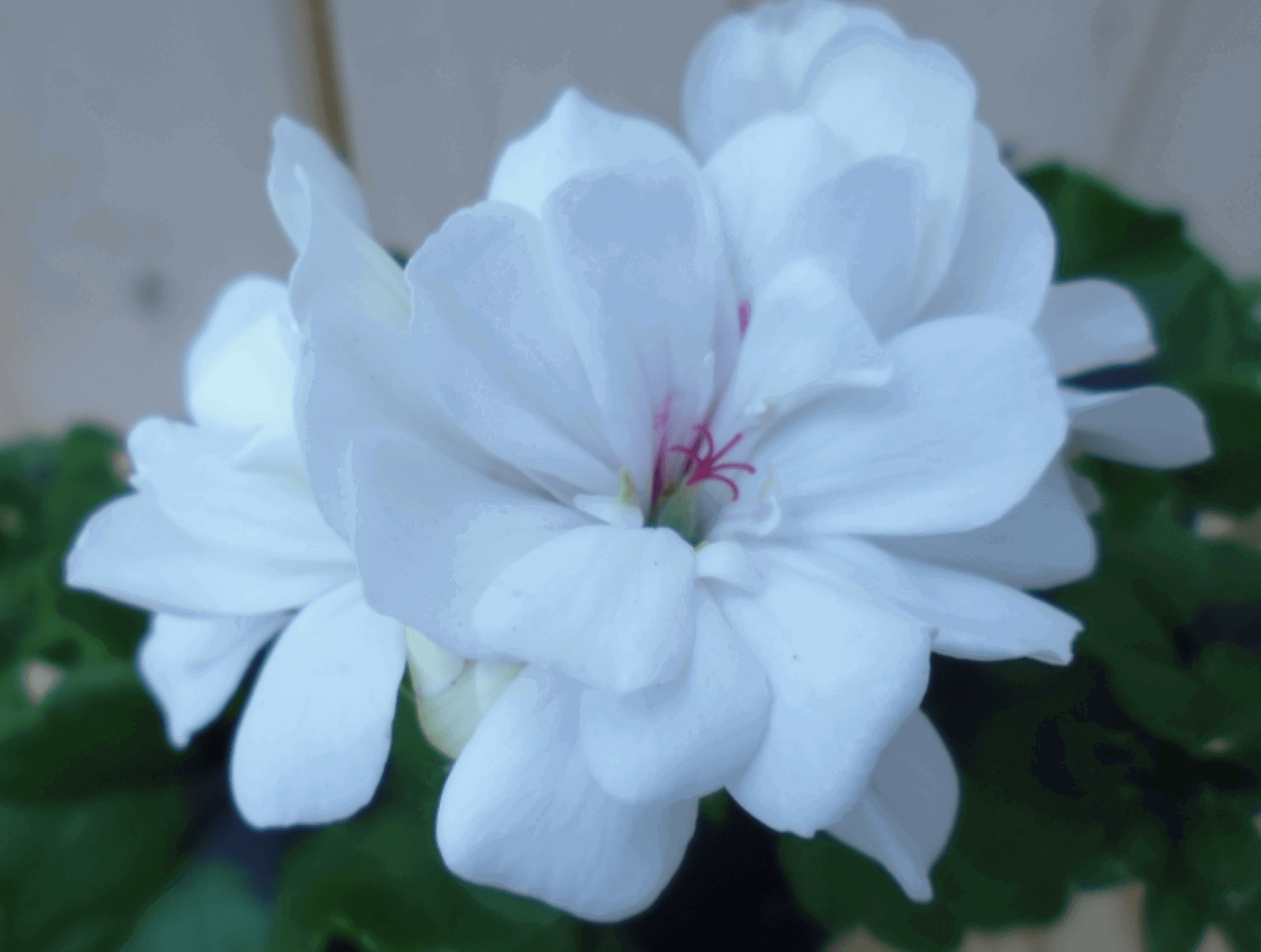 https://cdn.warentuin.nl/media/catalog/product/1/7/1728149900039562_2_warentuin_eenjarige_plant_hanggaranium_wit_1_b9a5.png