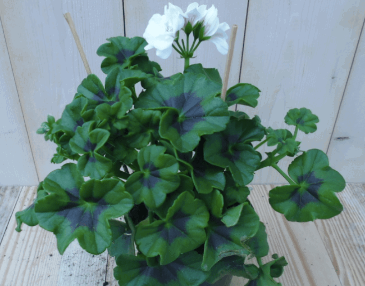 https://cdn.warentuin.nl/media/catalog/product/1/7/1728149900039562_warentuin_eenjarige_plant_hanggaranium_wit_1_a807.png