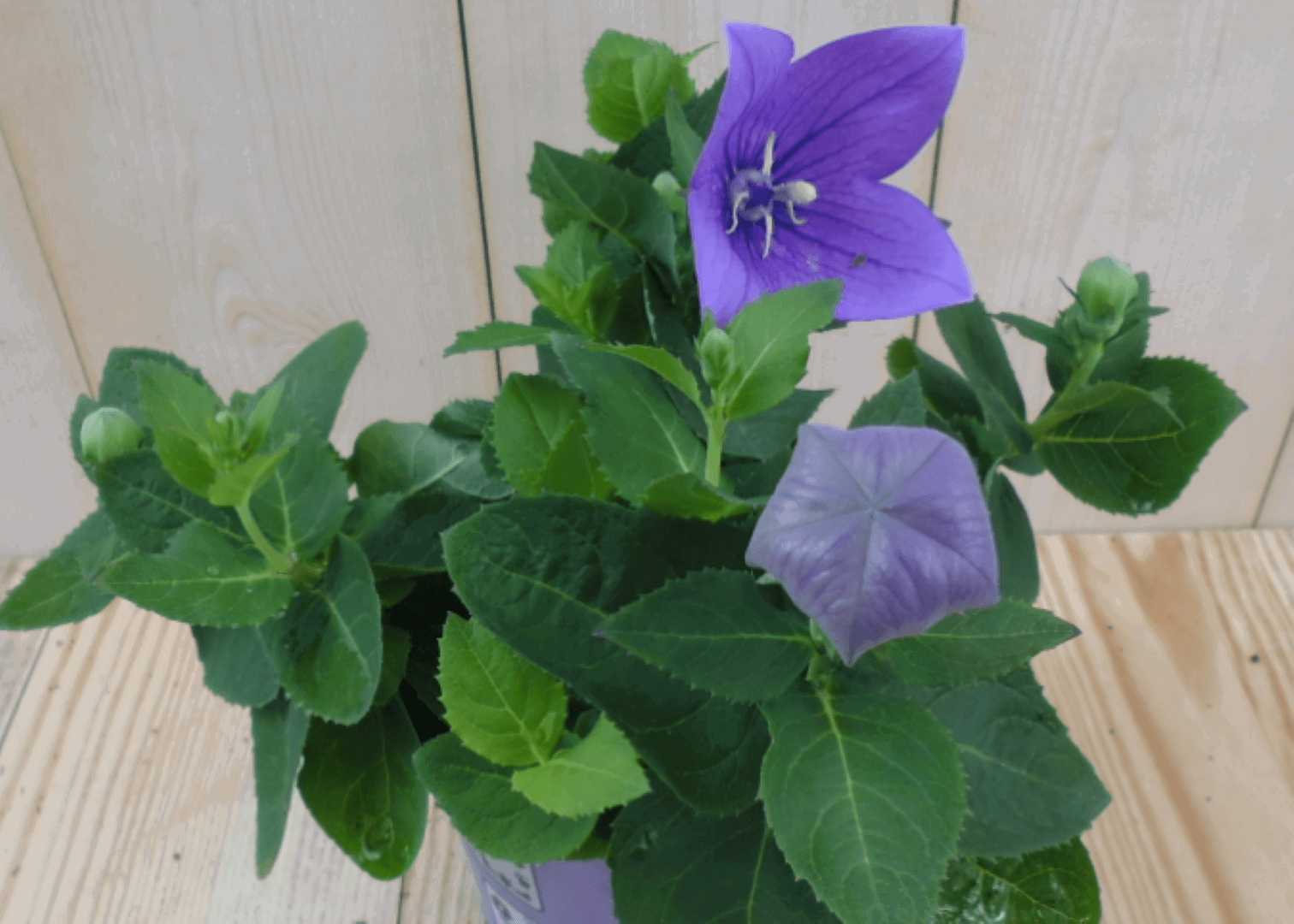 https://cdn.warentuin.nl/media/catalog/product/1/7/1728149900039563_warentuin_vaste_plant_platycodon_blauw_1_8963.png