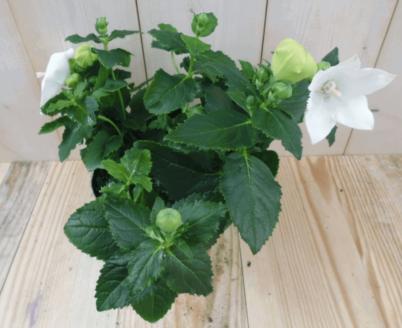 https://cdn.warentuin.nl/media/catalog/product/1/7/1728149900039564_warentuin_vaste_plant_platycodon_wit_1_337b.png