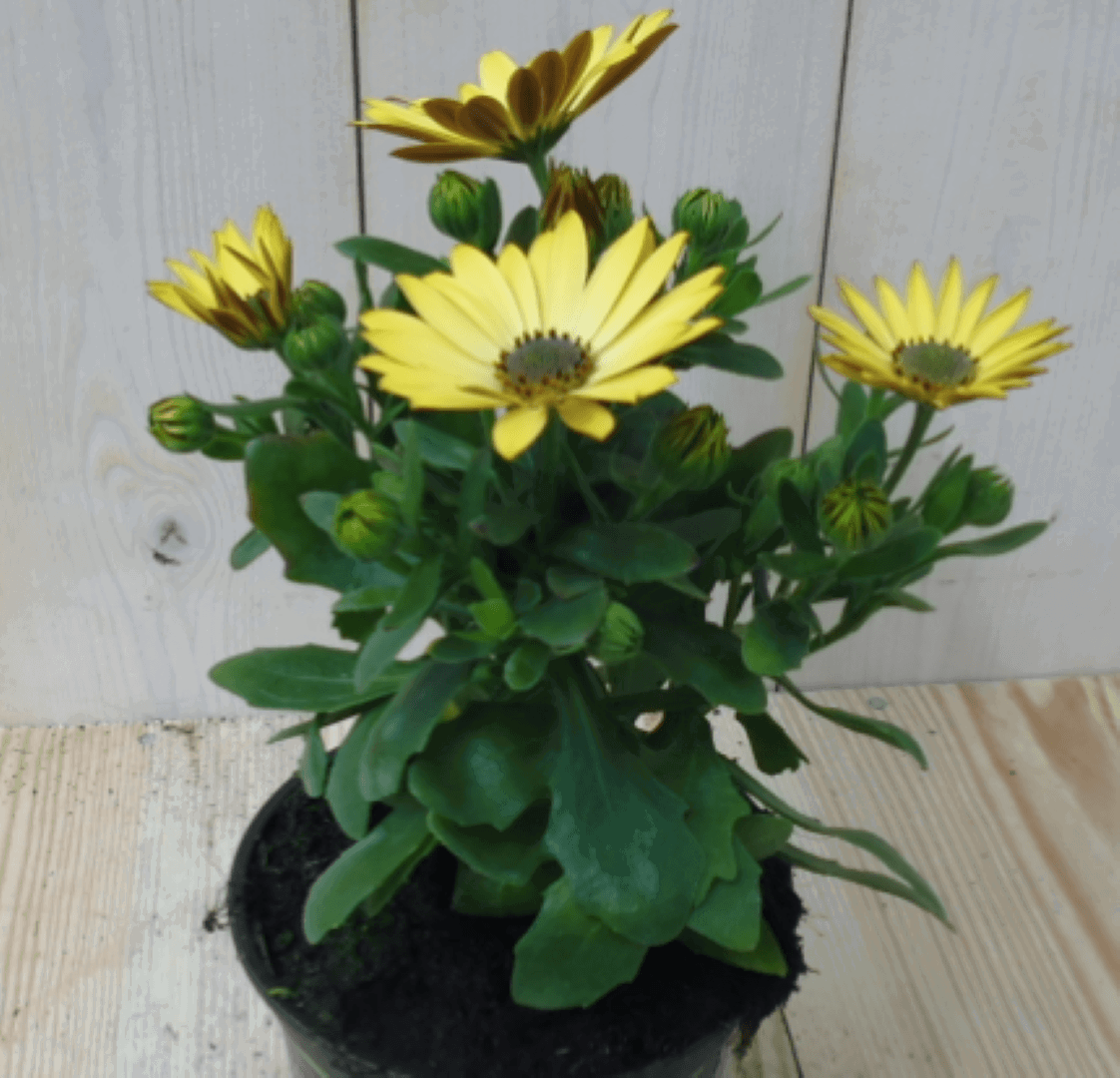 https://cdn.warentuin.nl/media/catalog/product/1/7/1728149900039565_warentuin_eenjarige_plant_spaanse_margriet_geel_1_9824.png