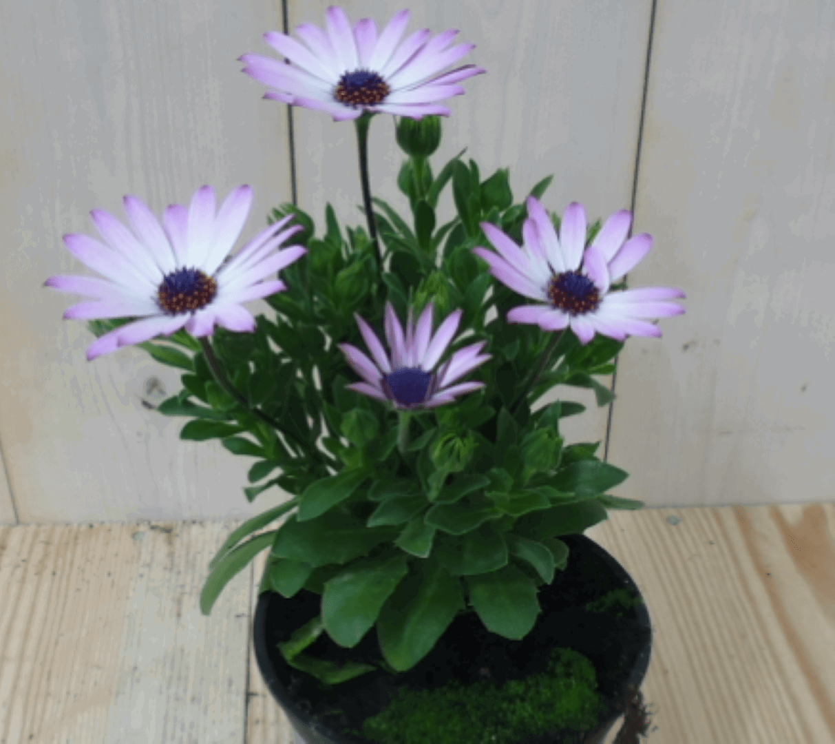 https://cdn.warentuin.nl/media/catalog/product/1/7/1728149900039566_warentuin_eenjarige_plant_spaanse_margriet_lichtroze_1_f614.png