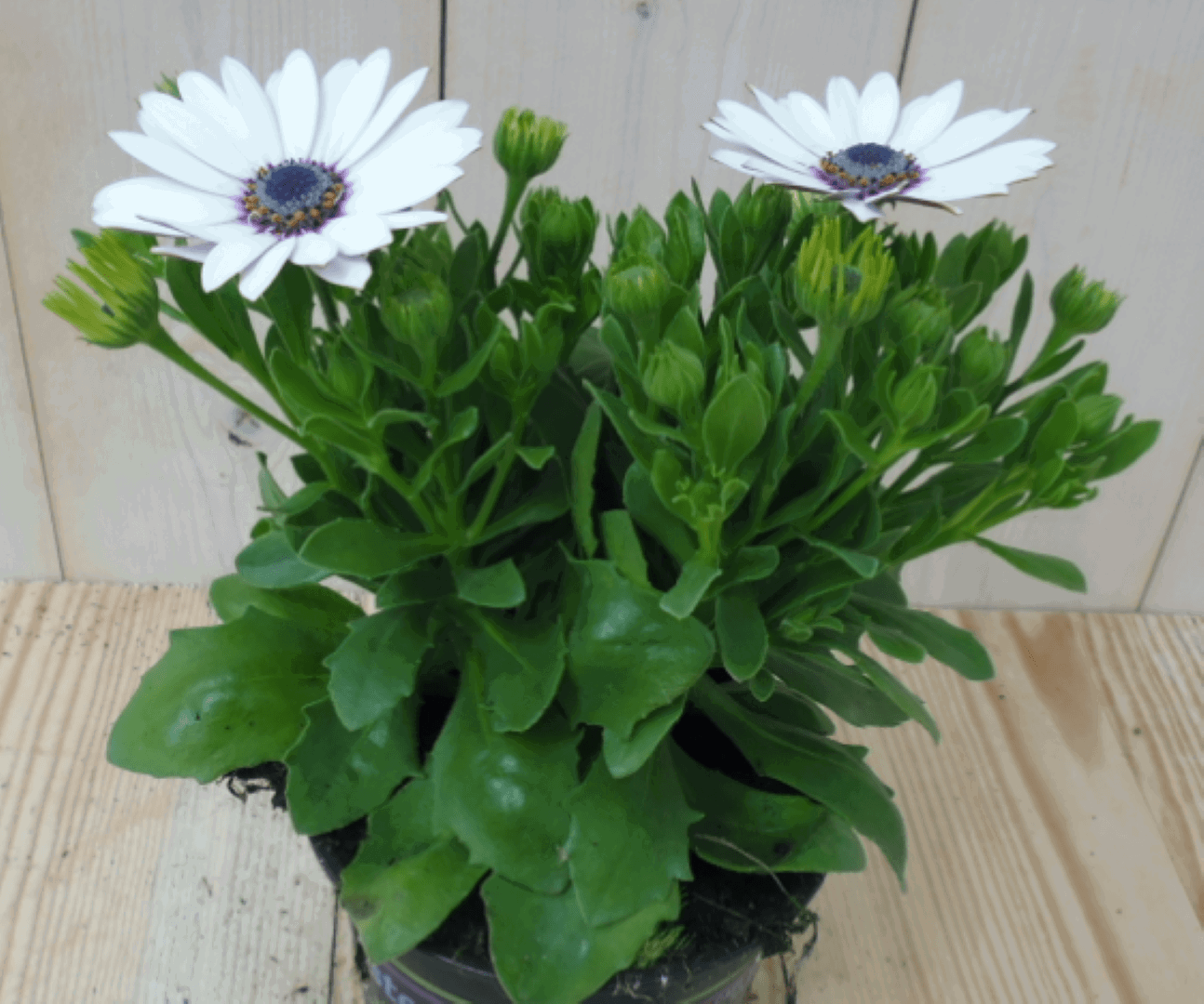 https://cdn.warentuin.nl/media/catalog/product/1/7/1728149900039568_warentuin_eenjarige_plant_spaanse_margriet_wit_1_8e87.png